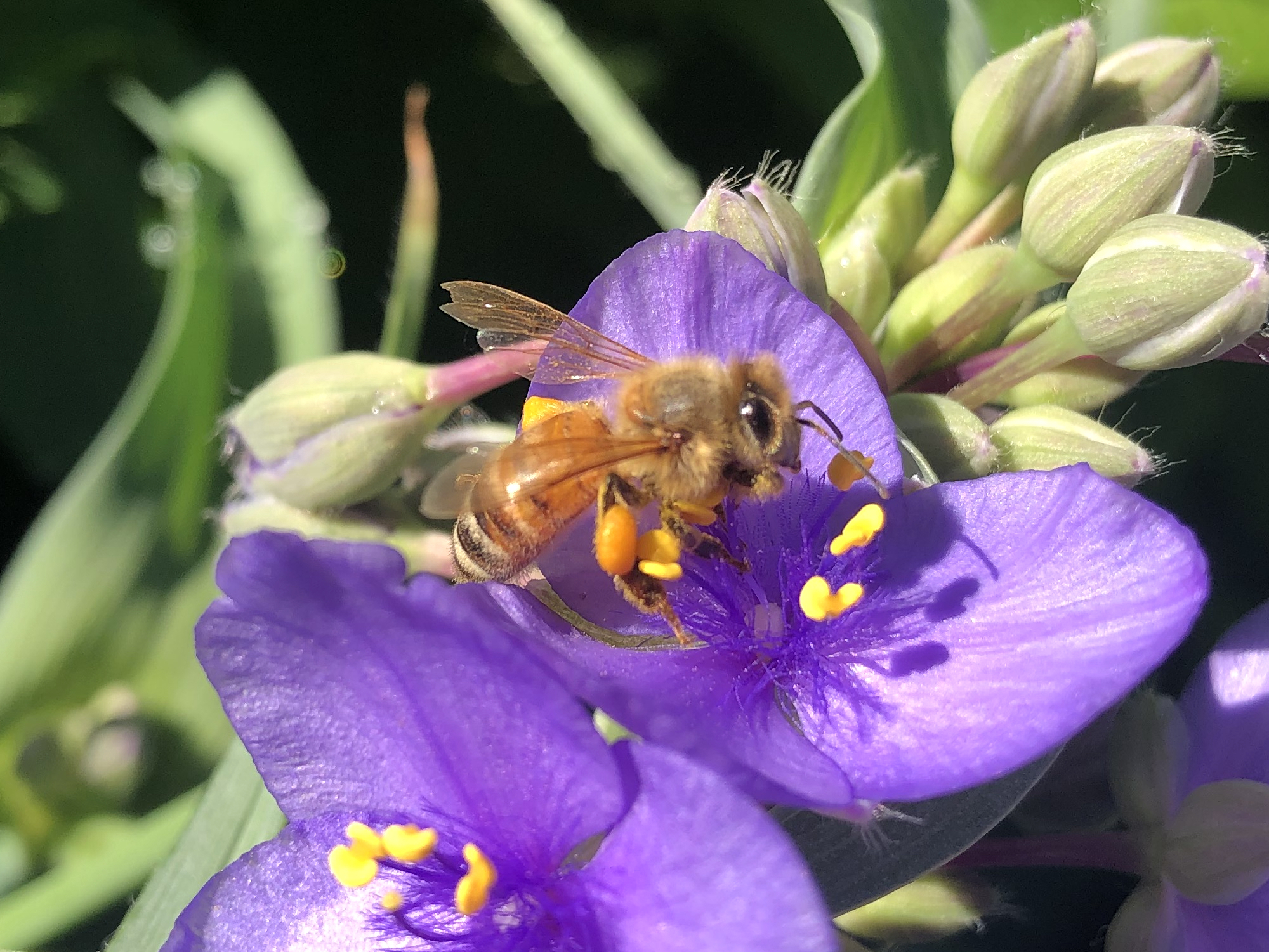 Honeybee on Spiderwort on June 11, 2020.