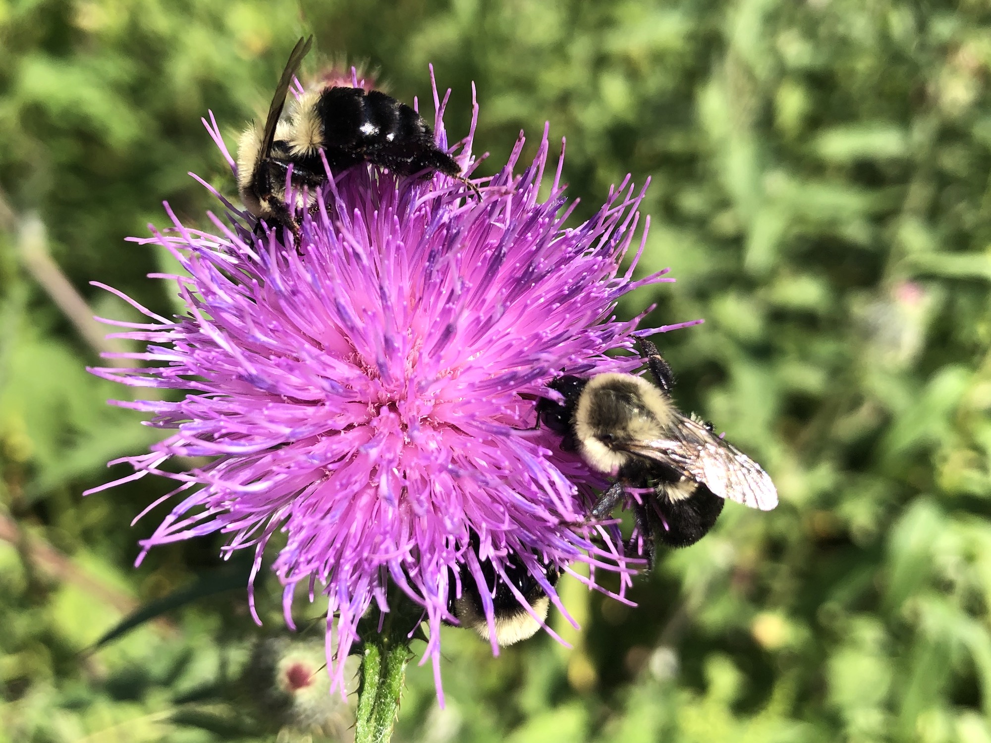 Bumblebees on Thistle on August 14, 2020.