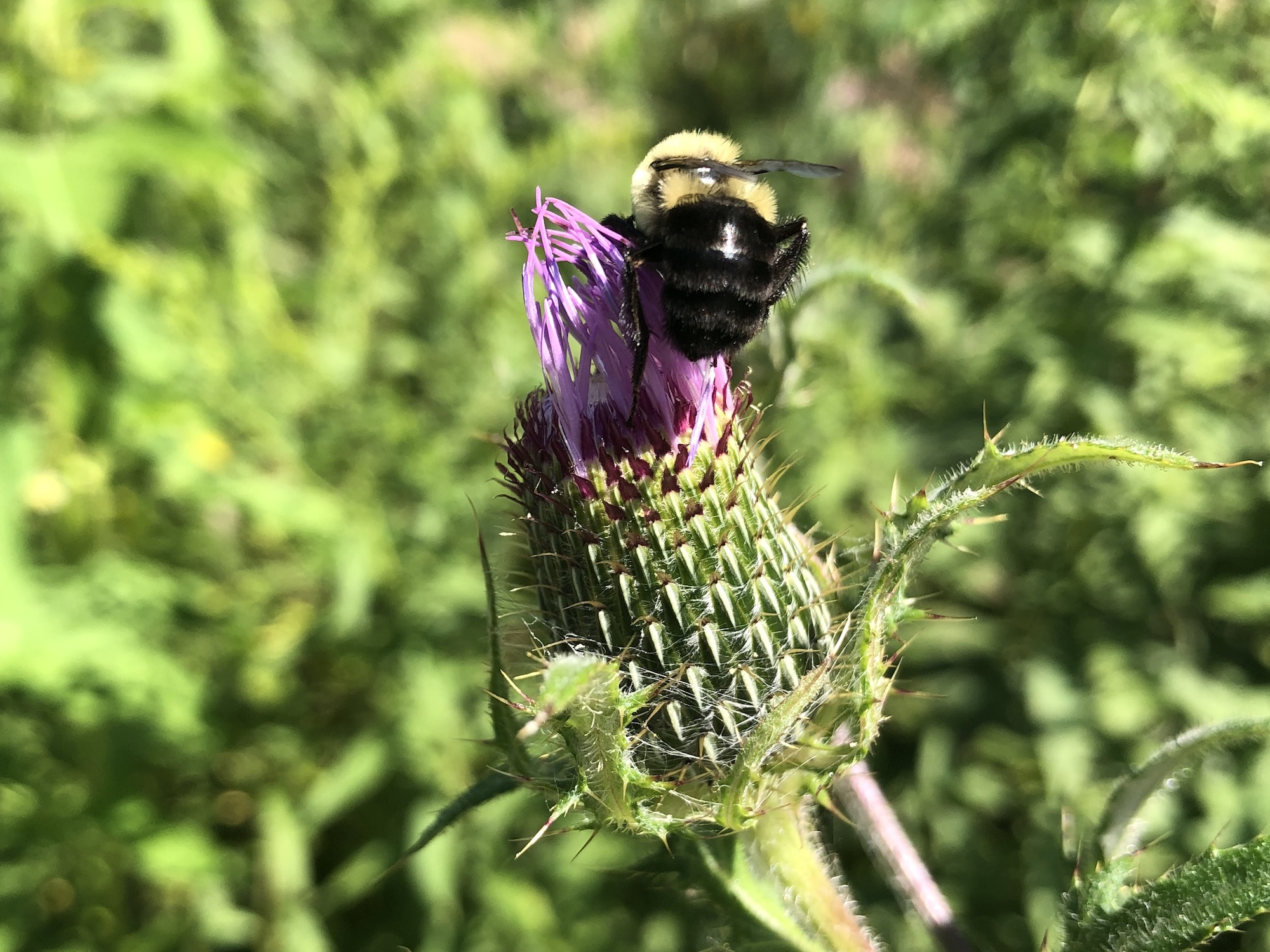 Bumblebee on Thistle on August 14, 2020.