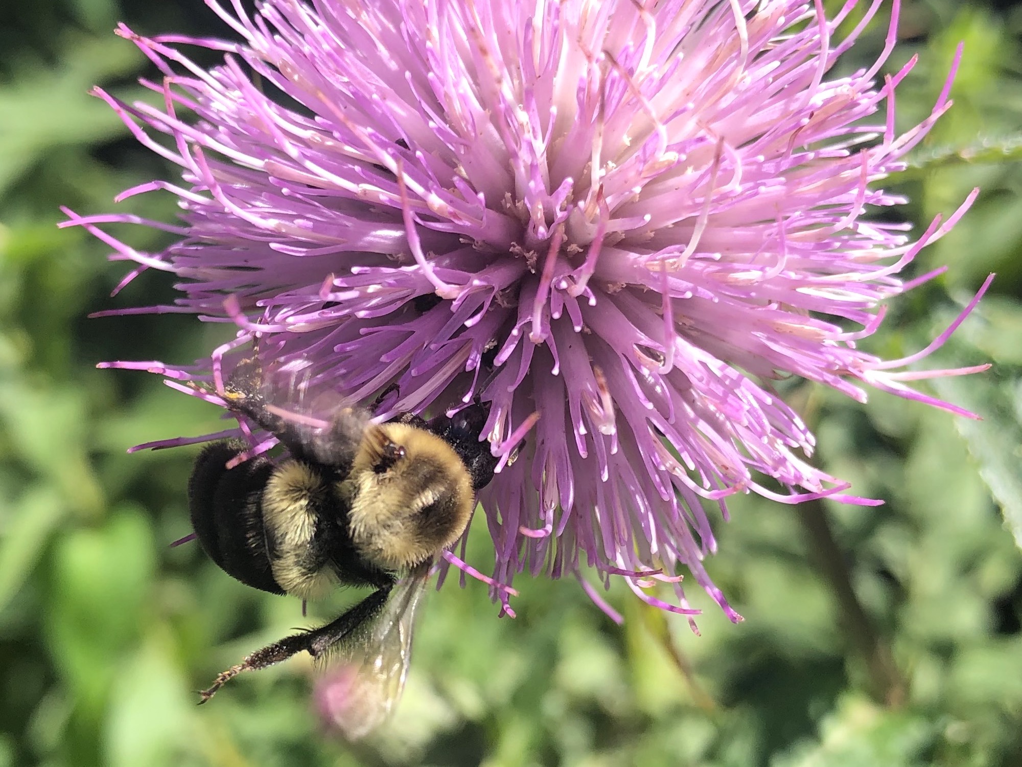 Bumblebee on Thistle on August 11, 2020.