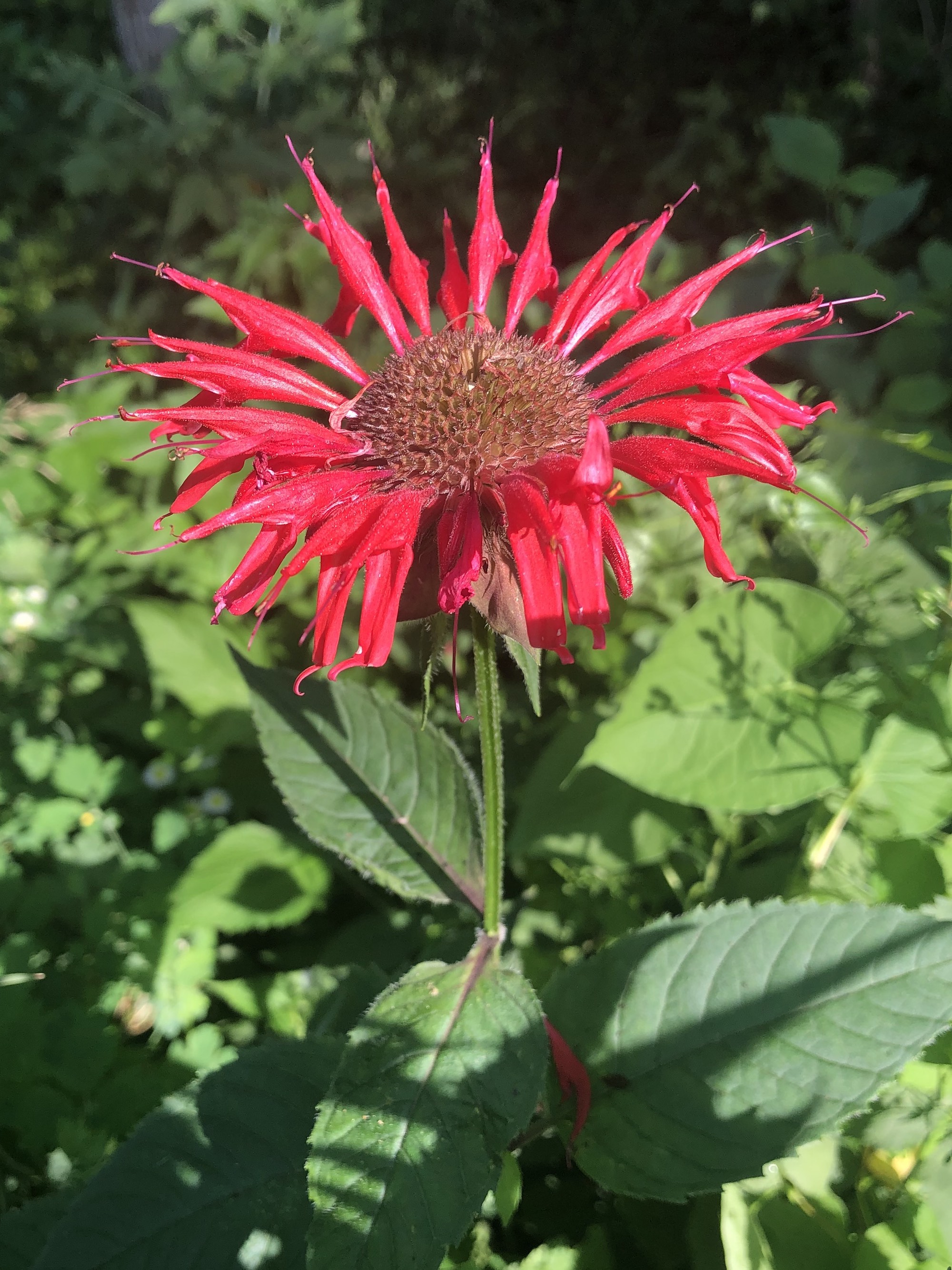 Beebalm along bike path behind Gregory Street in Madison, Wisconsin on July 16, 2021.