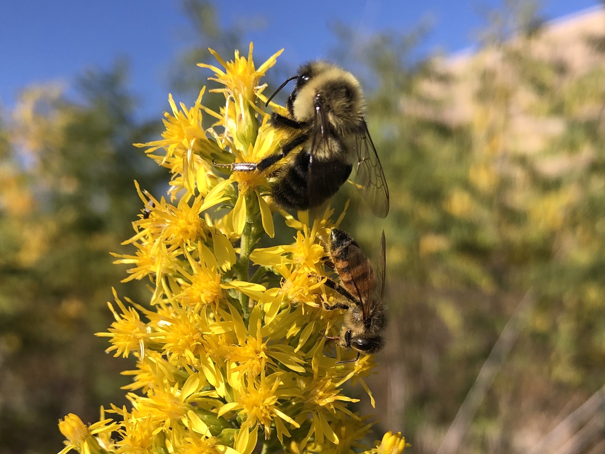 Bumblebee and Honeybee on Showy Goldenrod on October 7, 2020.