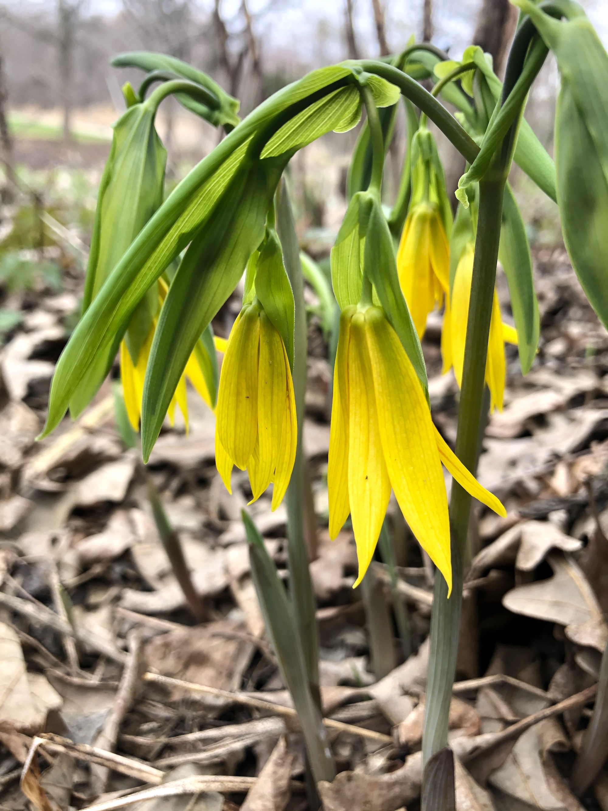 Bellwort in UW Arboretum Native Gardens in Madison, Wisconsin on April 14, 2021.