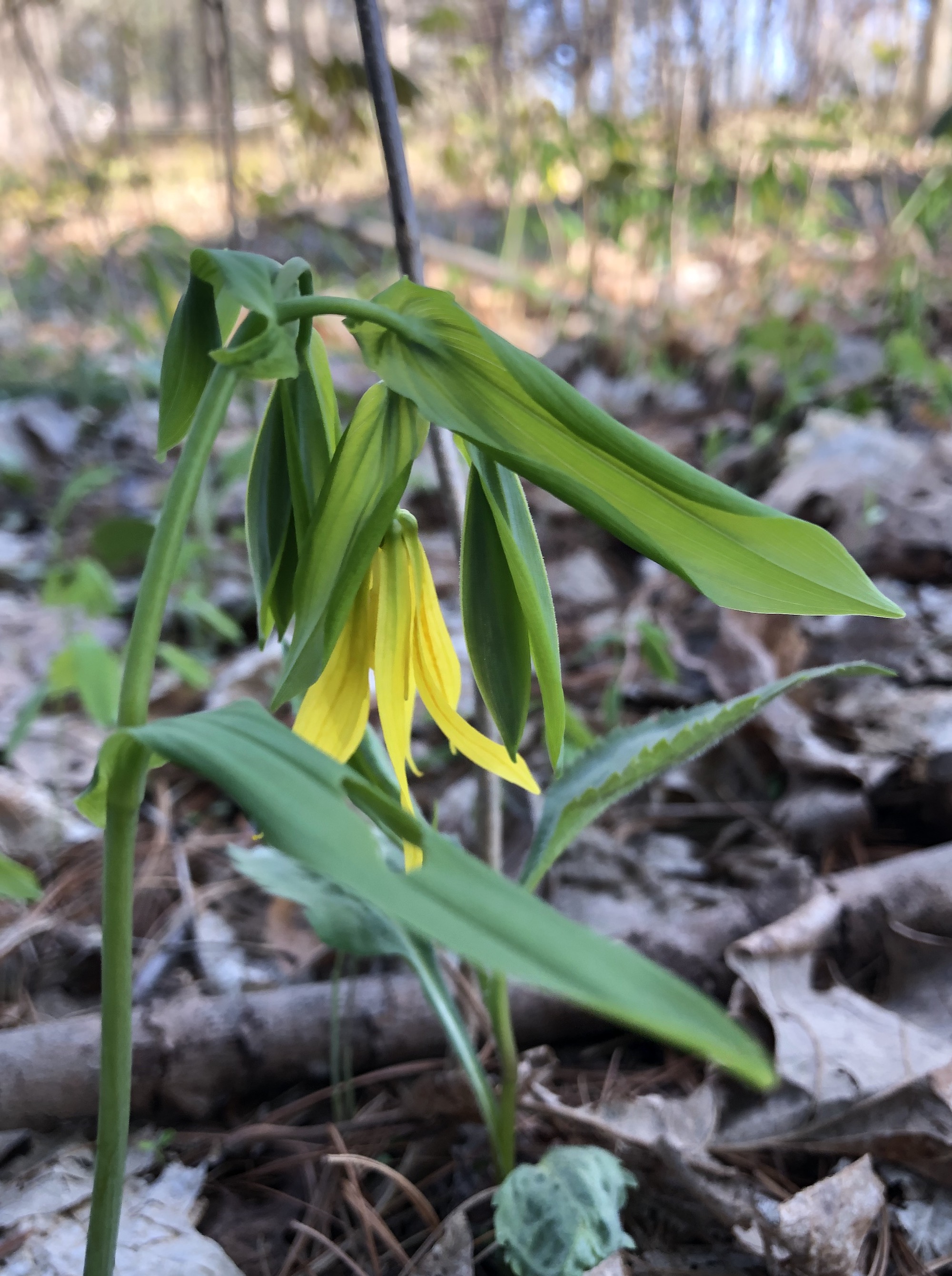Bellwort in the Maple-Basswood Forest of the University of Wisconsin Arboretum in Madison, Wisconsin on April 30, 2020.