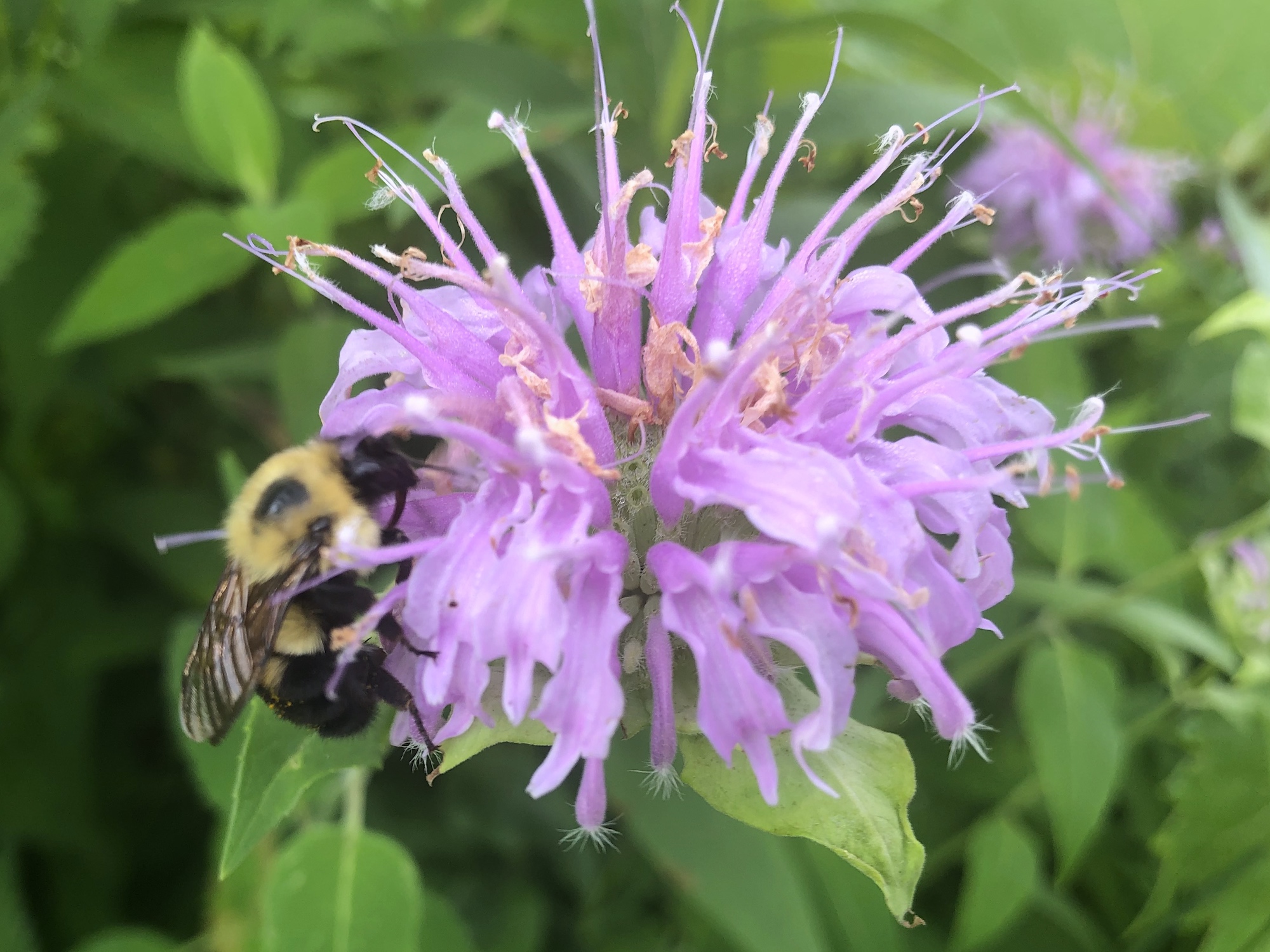 Bumblebee on Bergamot on July 9, 2020.