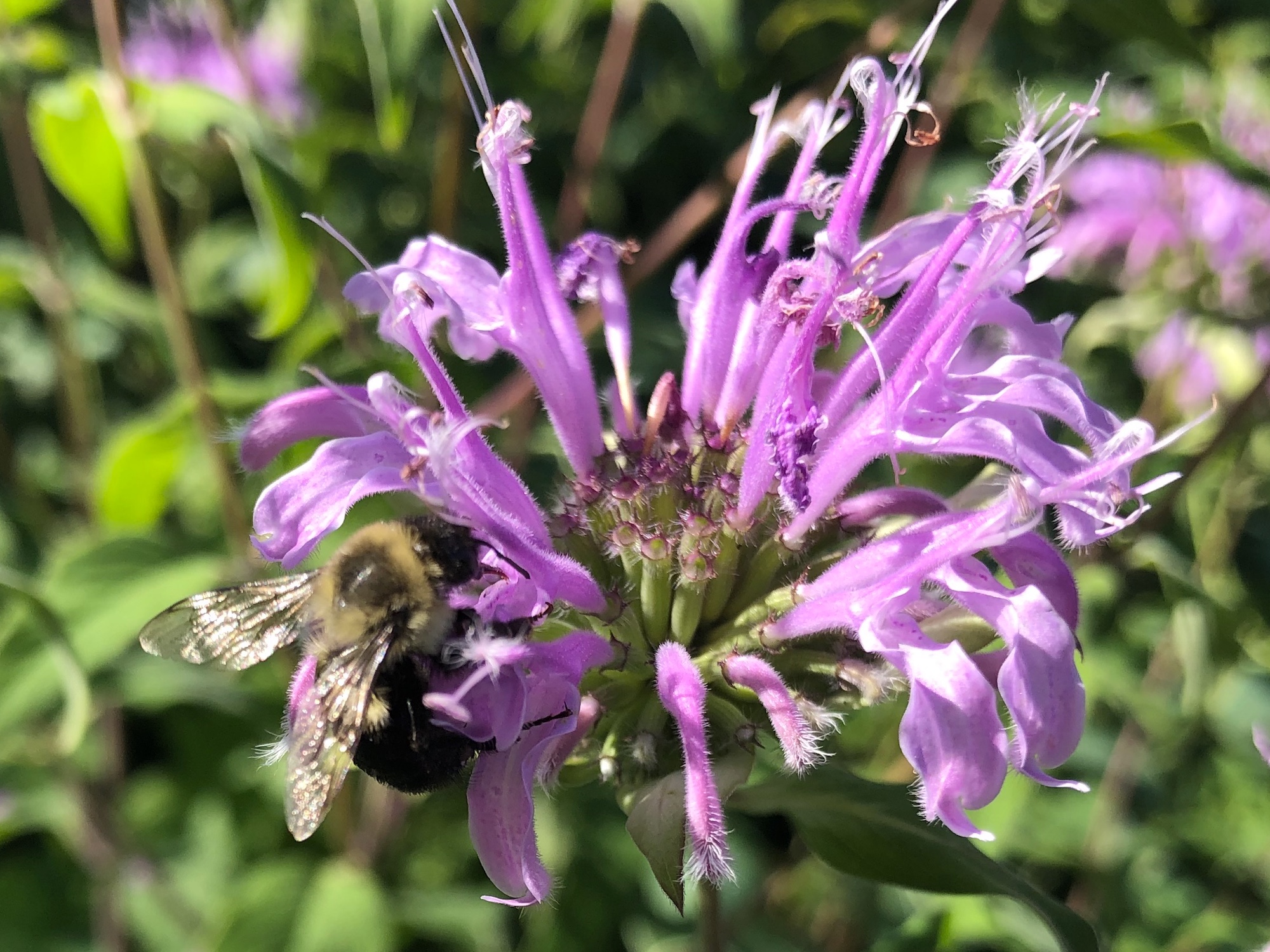 Bee on Bergamot along the boardwalk along the Ho-Nee-Um Pond on July 30, 2019.