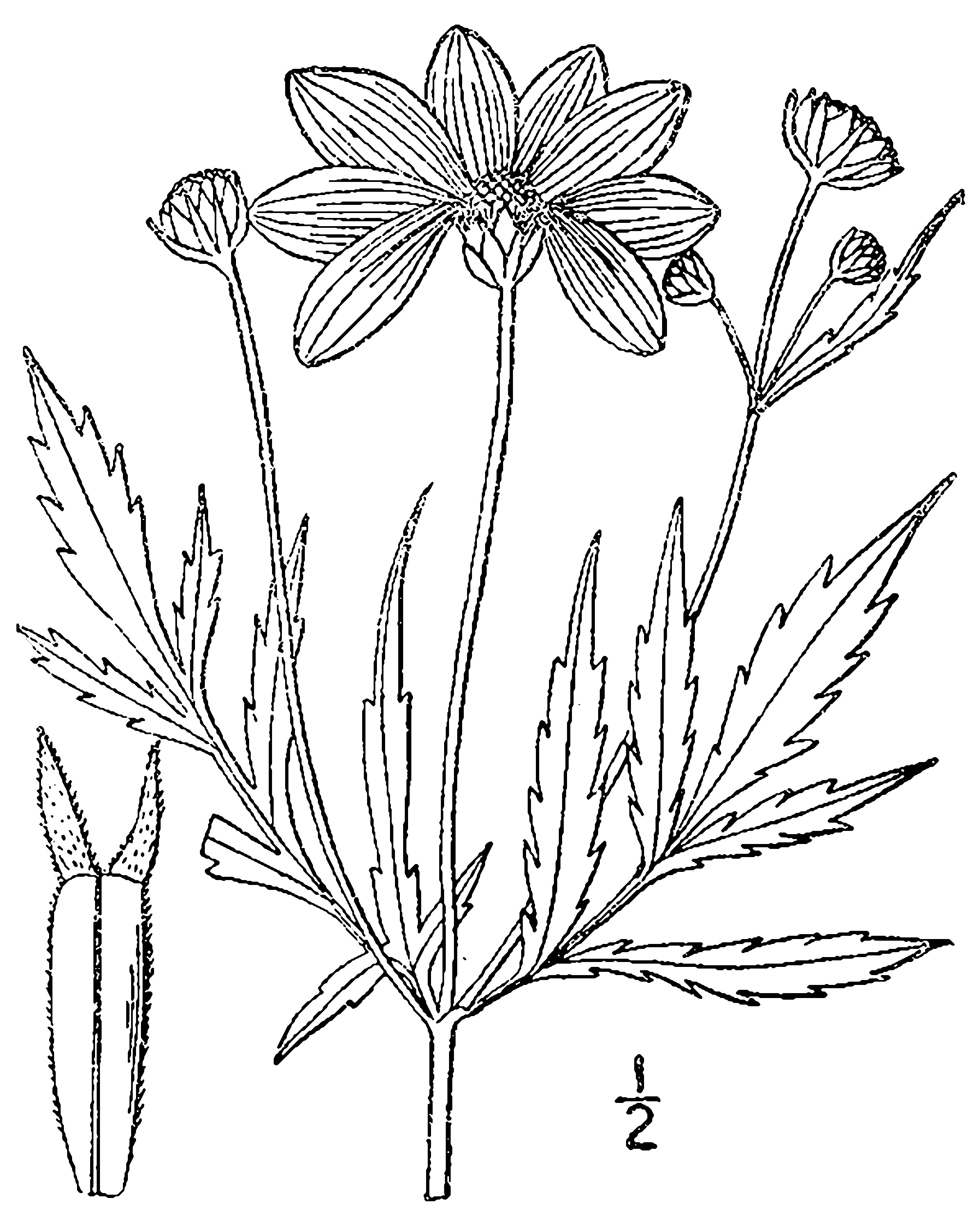 Crowned Beggarticks botanical illustration circa 1913.