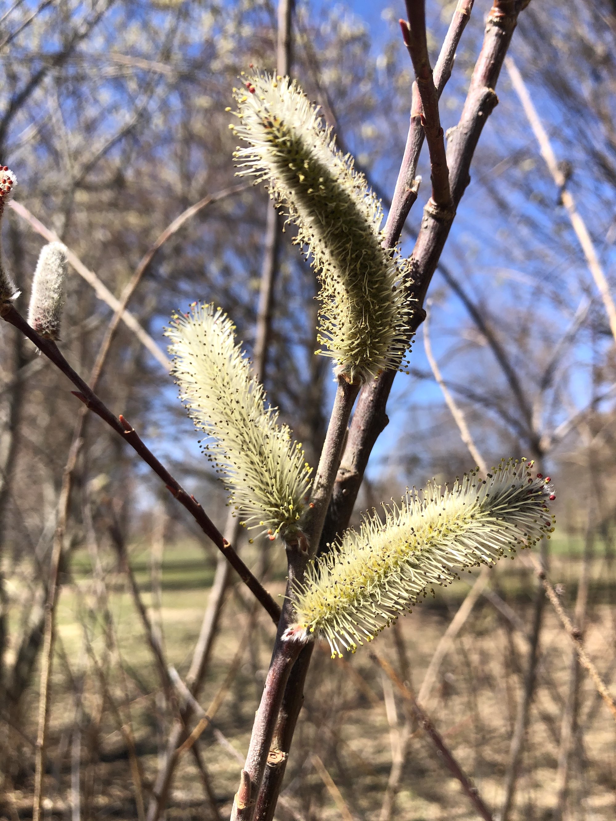 Big Catkin Pussy Willow in UW-Madison Arboretum on April 1, 2021.