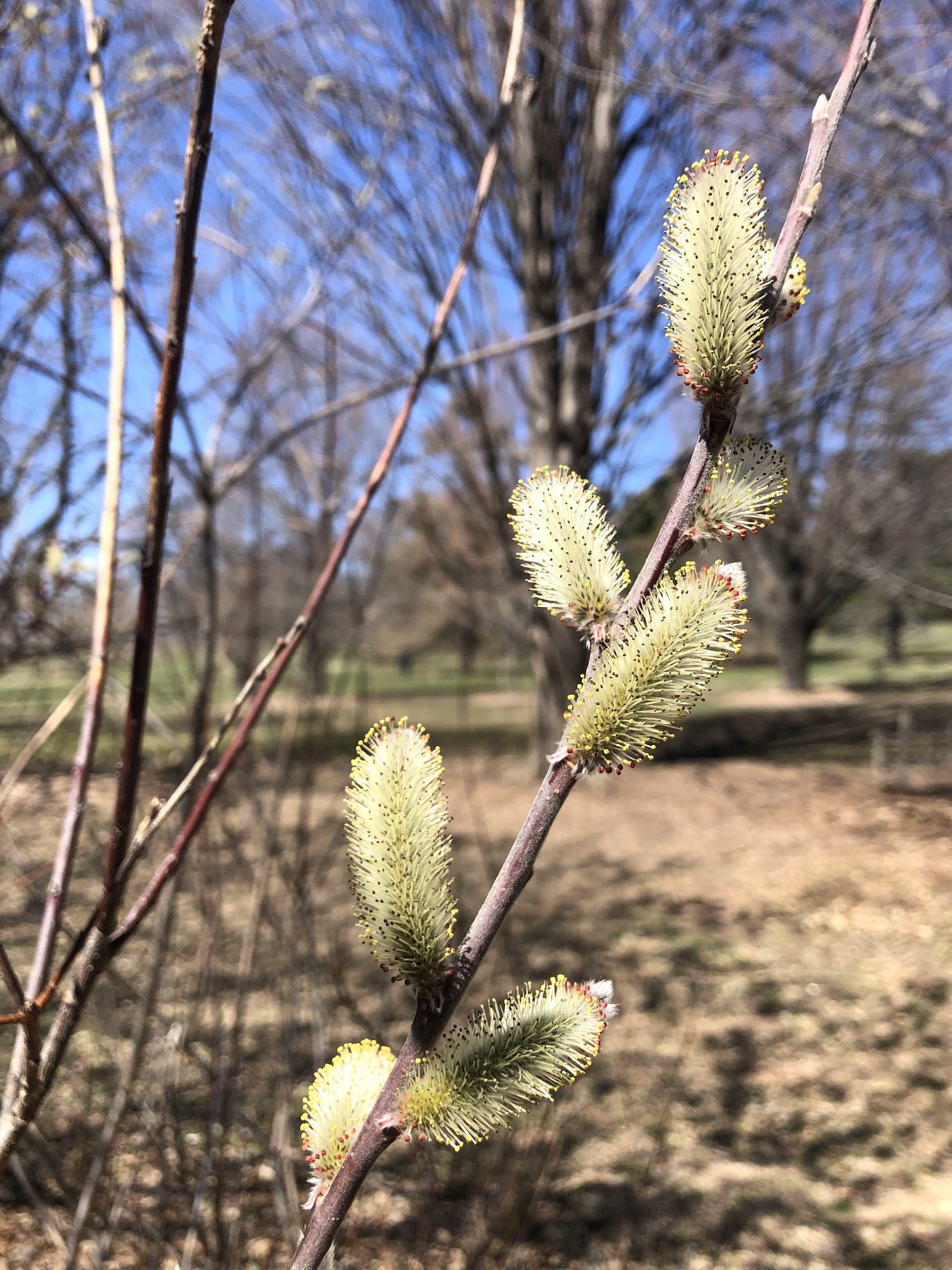 Big Catkin Pussy Willow in UW-Madison Arboretum on April 1, 2021.