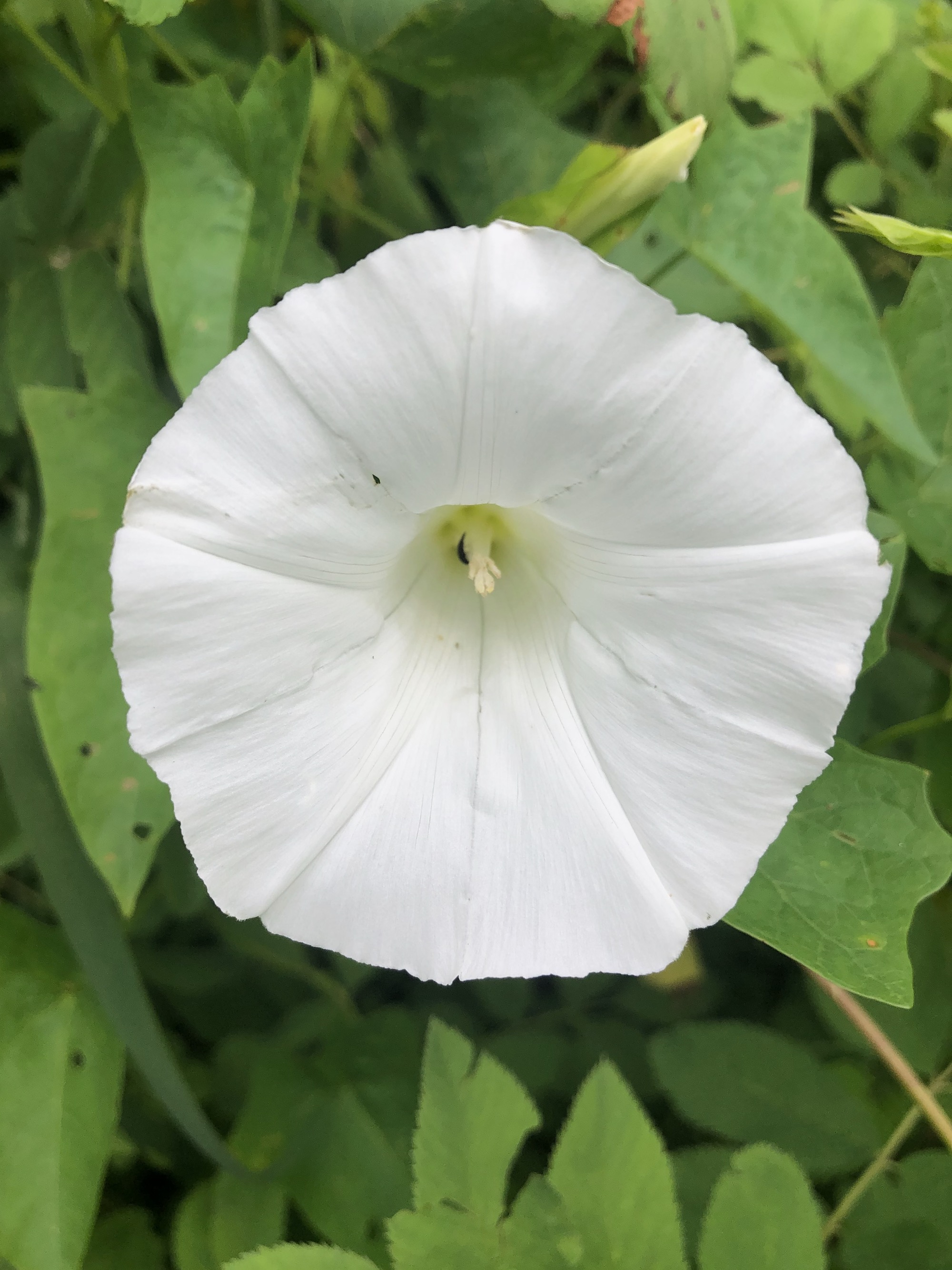 Hedge Bindweed on shore of Marion Dunn Pond in Madison, Wisconsin on June 29, 2020.