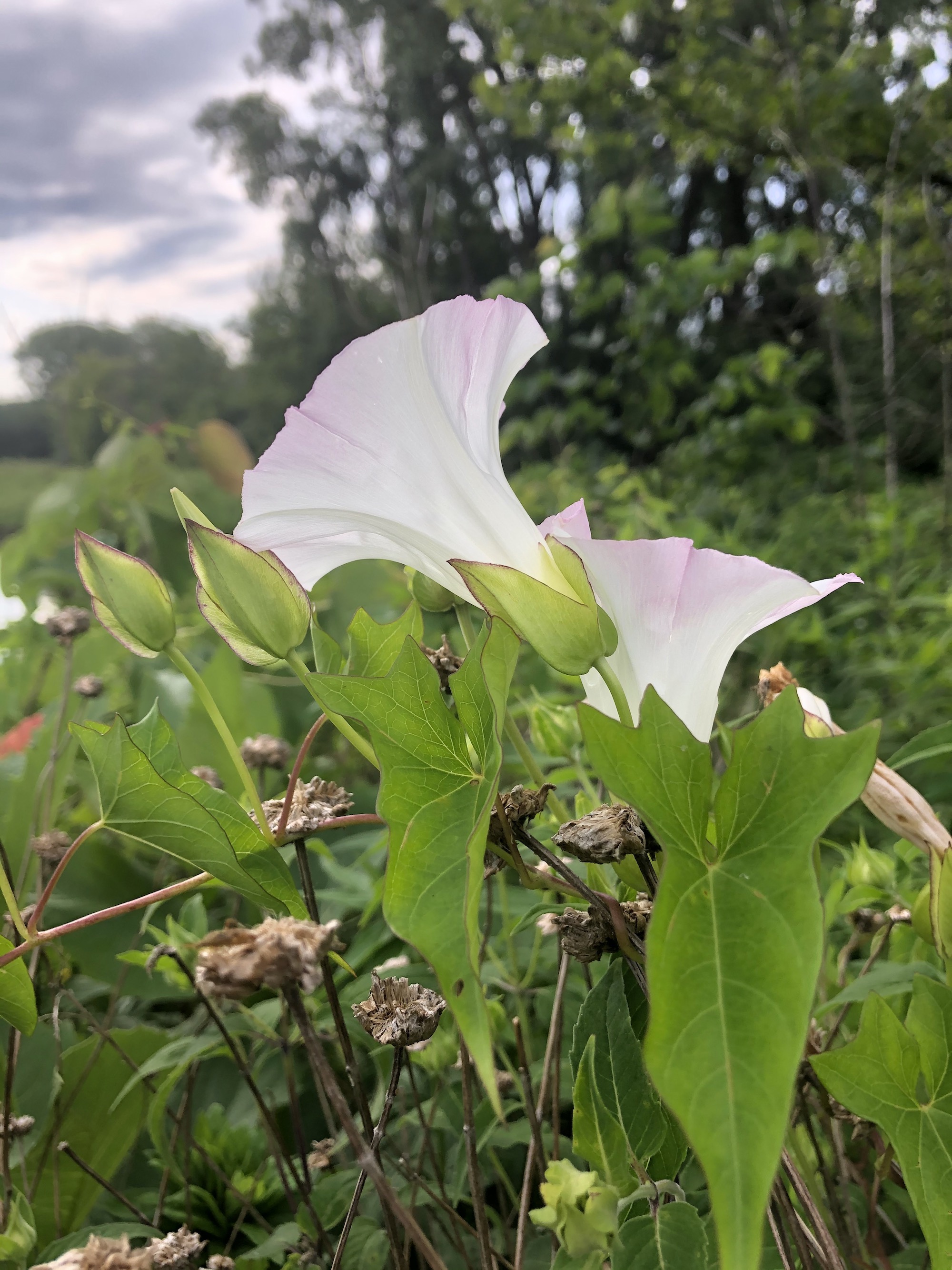 Hedge Bindweed on shore of Marion Dunn Pond in Madison, Wisconsin on July 6, 2020.