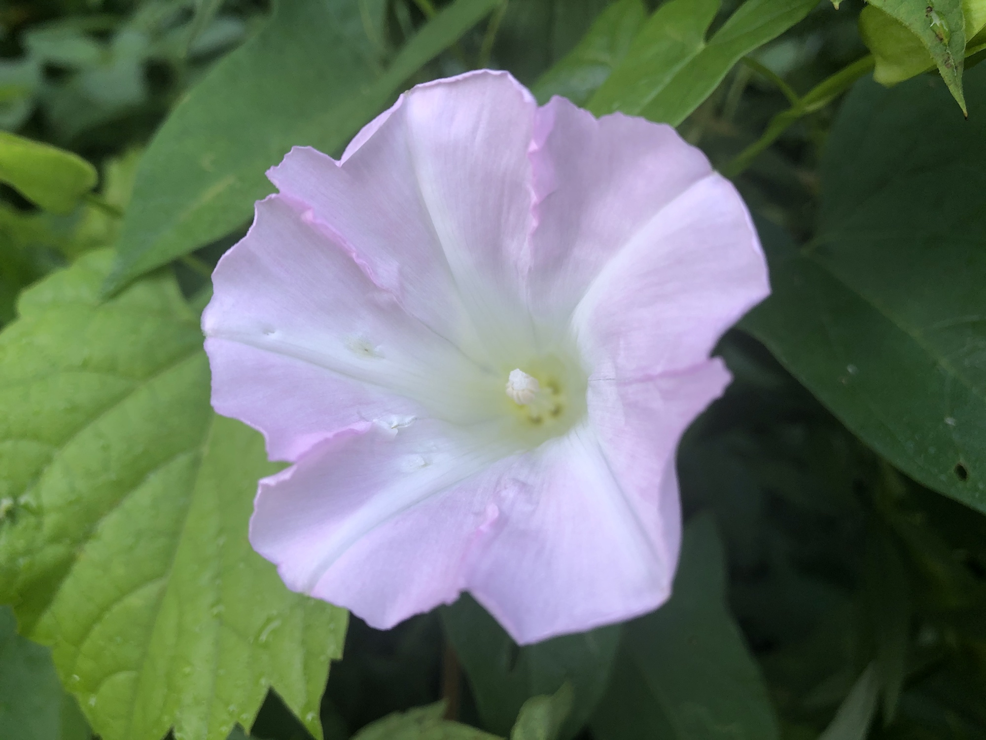 Hedge Bindweed on shore of Marion Dunn Pond in Madison, Wisconsin on July 24, 2020.