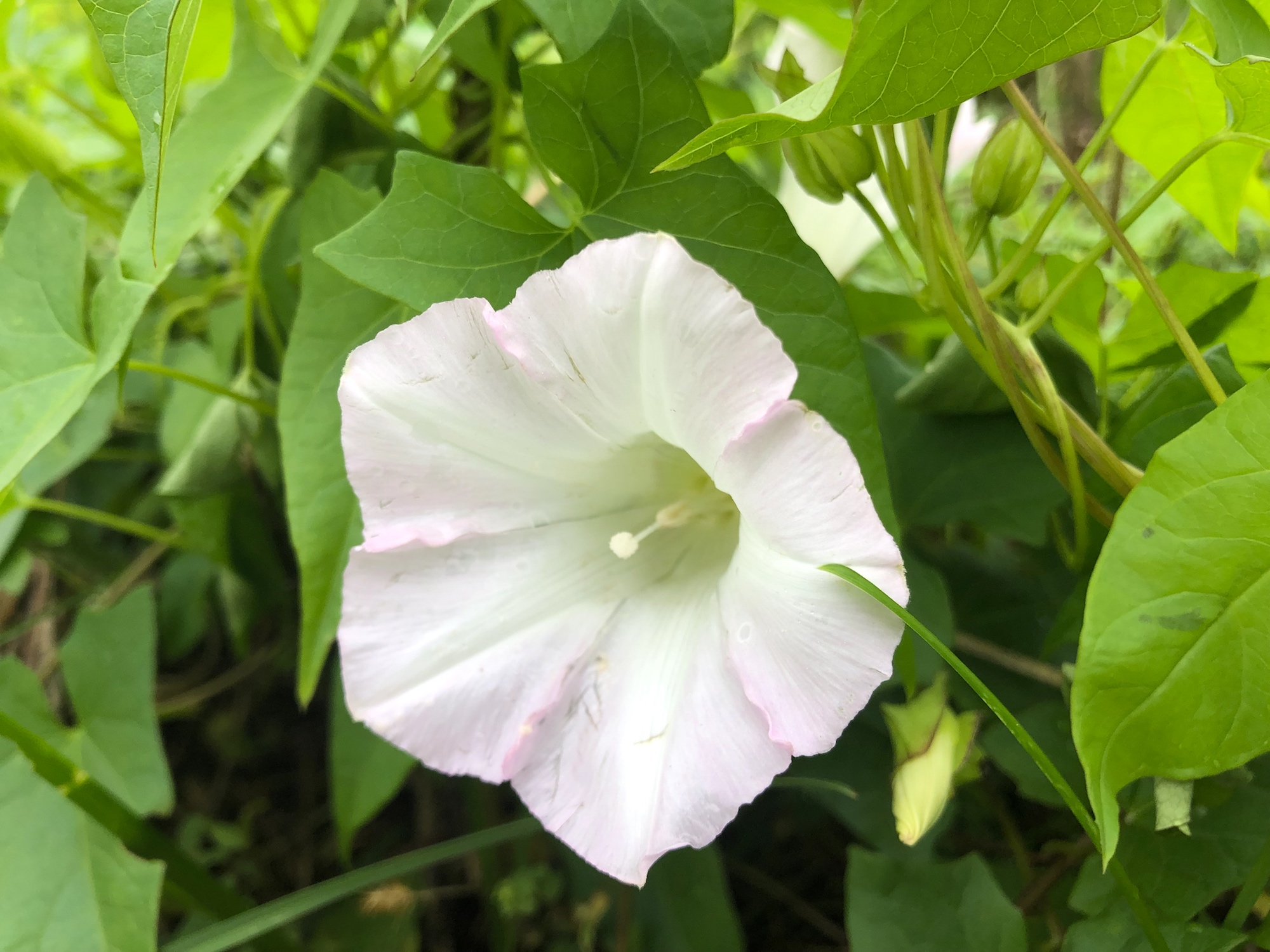 Hedge Bindweed on shore of Marion Dunn Pond in Madison, Wisconsin on August 6, 2020.