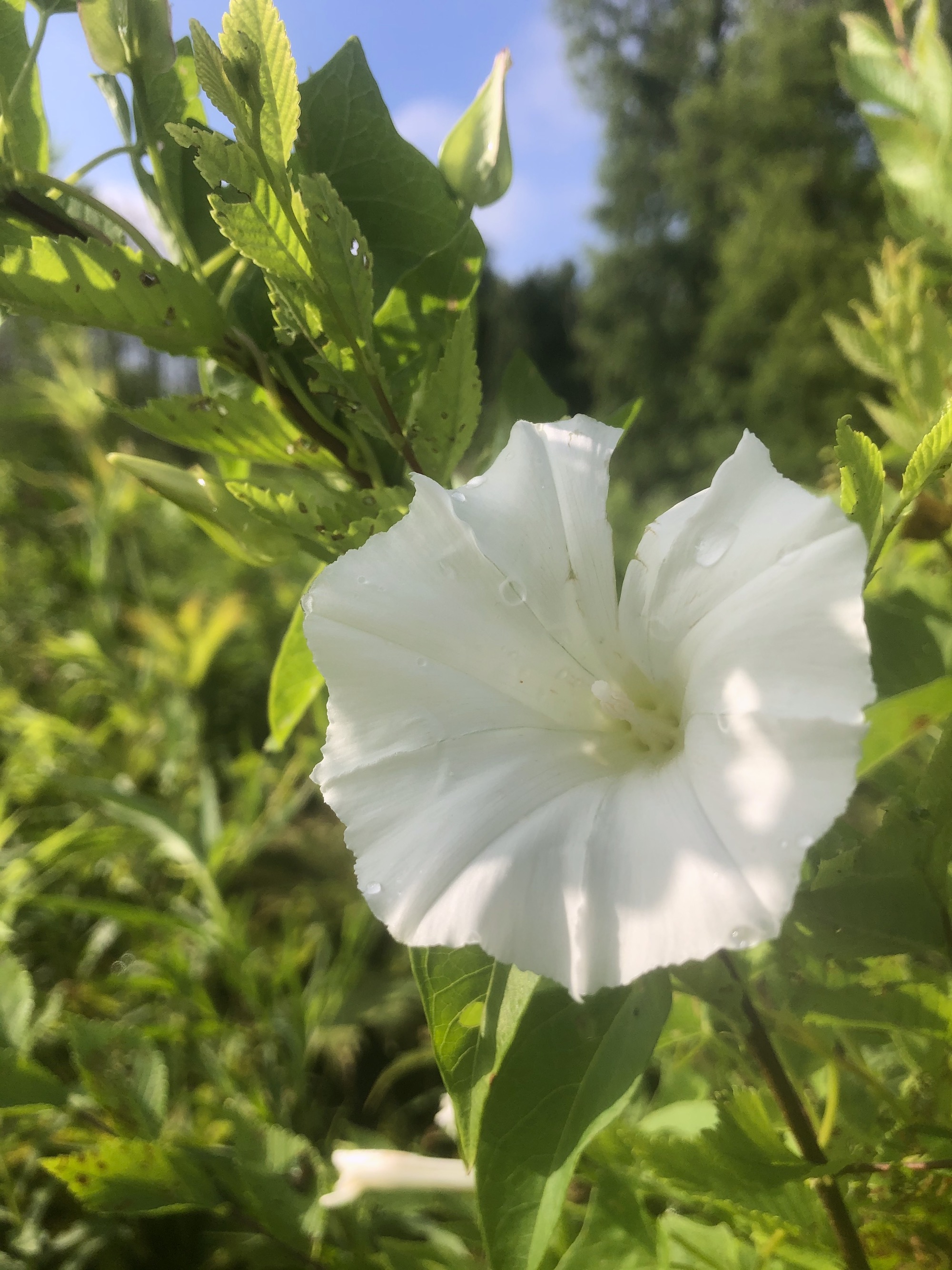 Hedge Bindweed on shore of Marion Dunn Pond in Madison, Wisconsin on July 10, 2020.