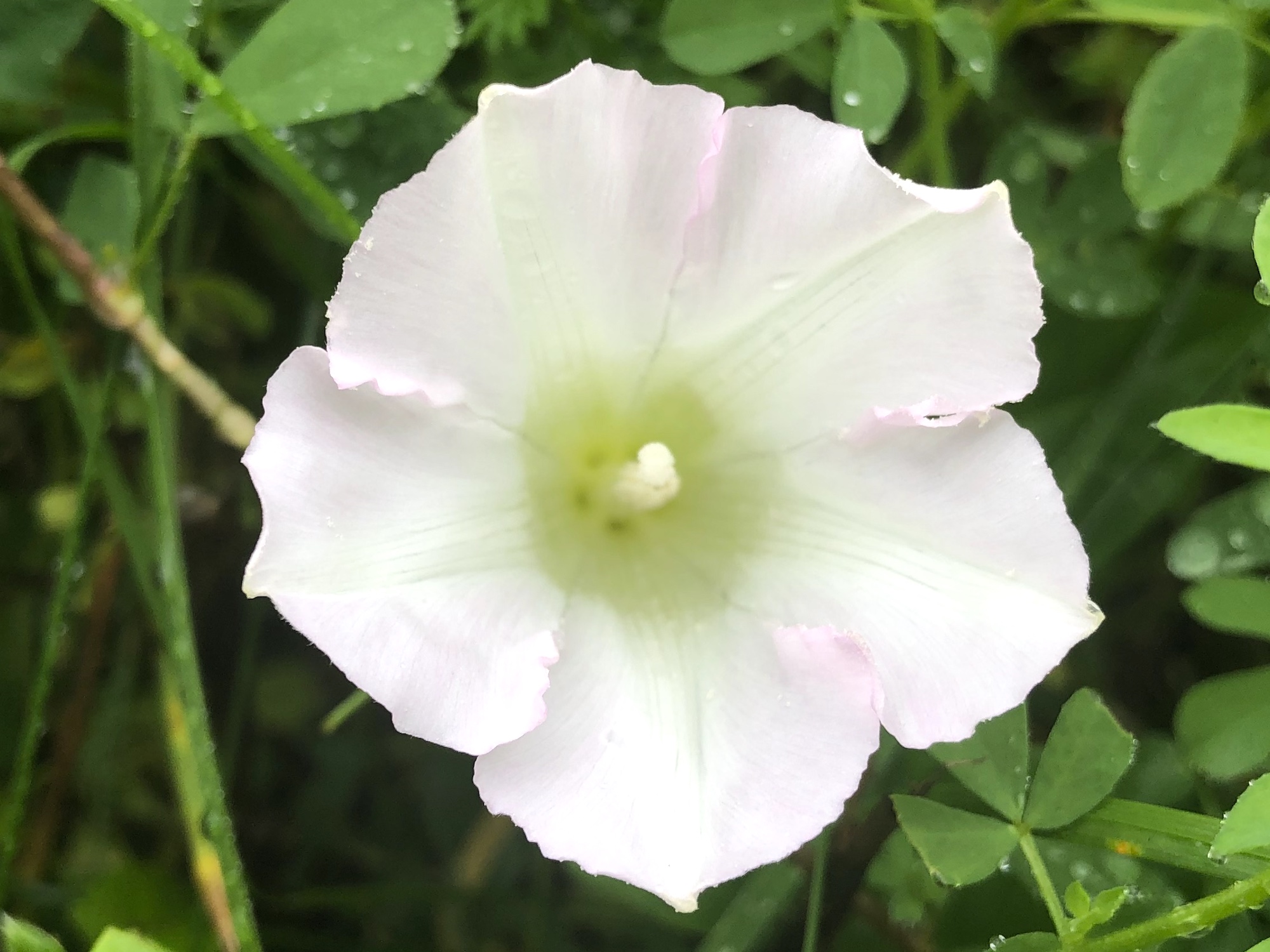 Hedge Bindweed on shore of Marion Dunn Pond in Madison, Wisconsin on September 28, 2019
