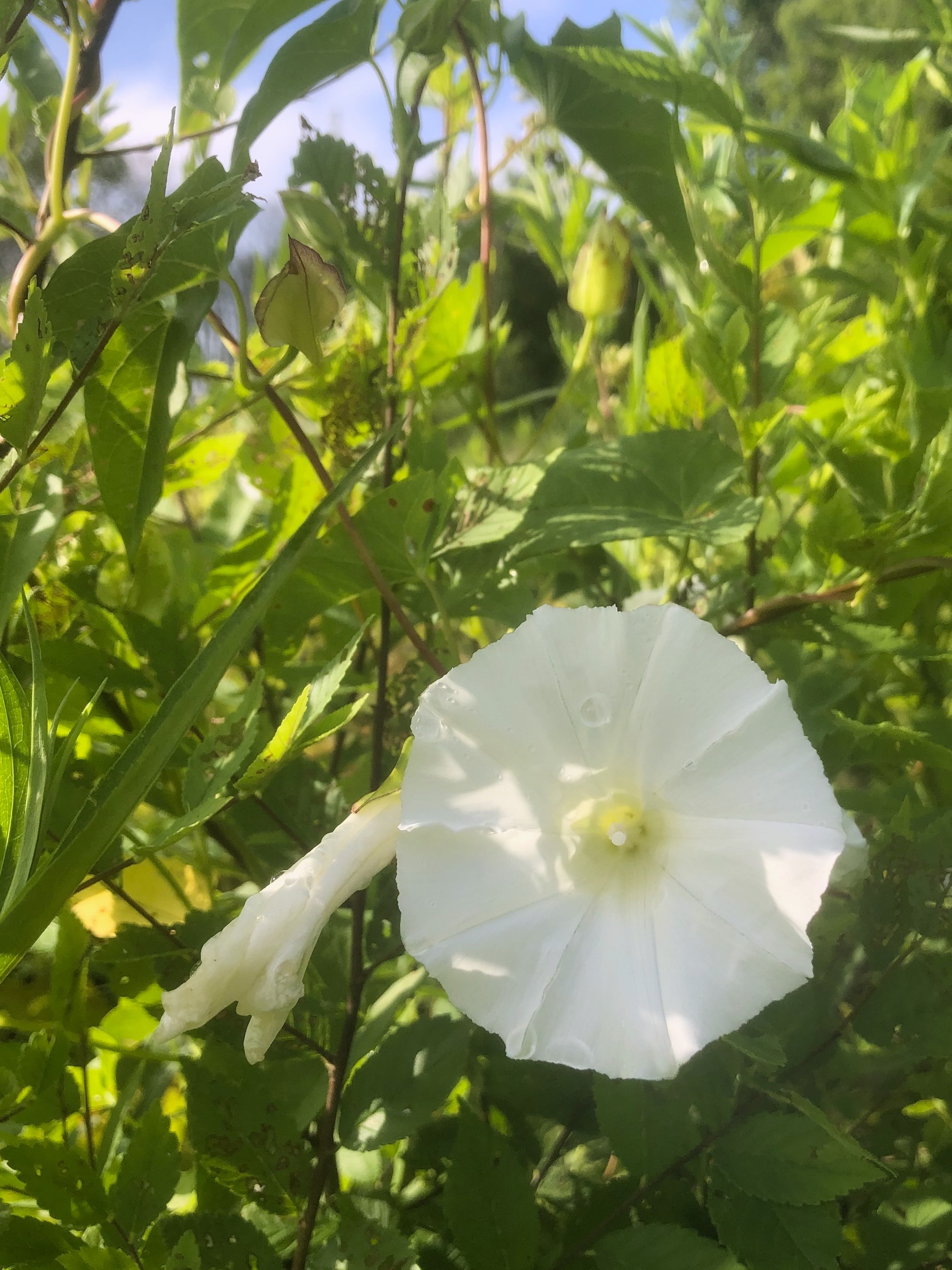 Hedge Bindweed on shore of Marion Dunn Pond in Madison, Wisconsin on July 10, 2020.