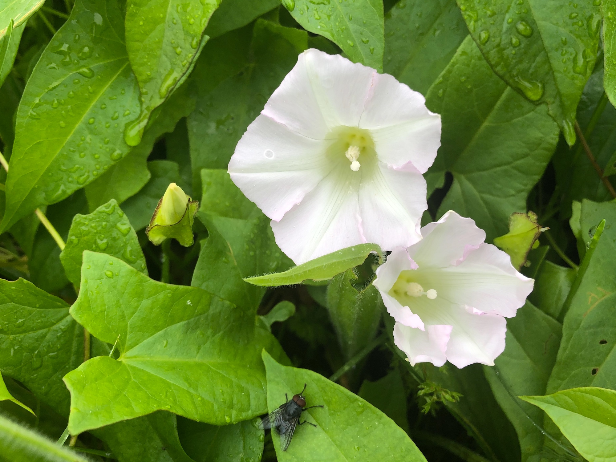 Hedge Bindweed on shore of Marion Dunn Pond in Madison, Wisconsin on September 28, 2019.