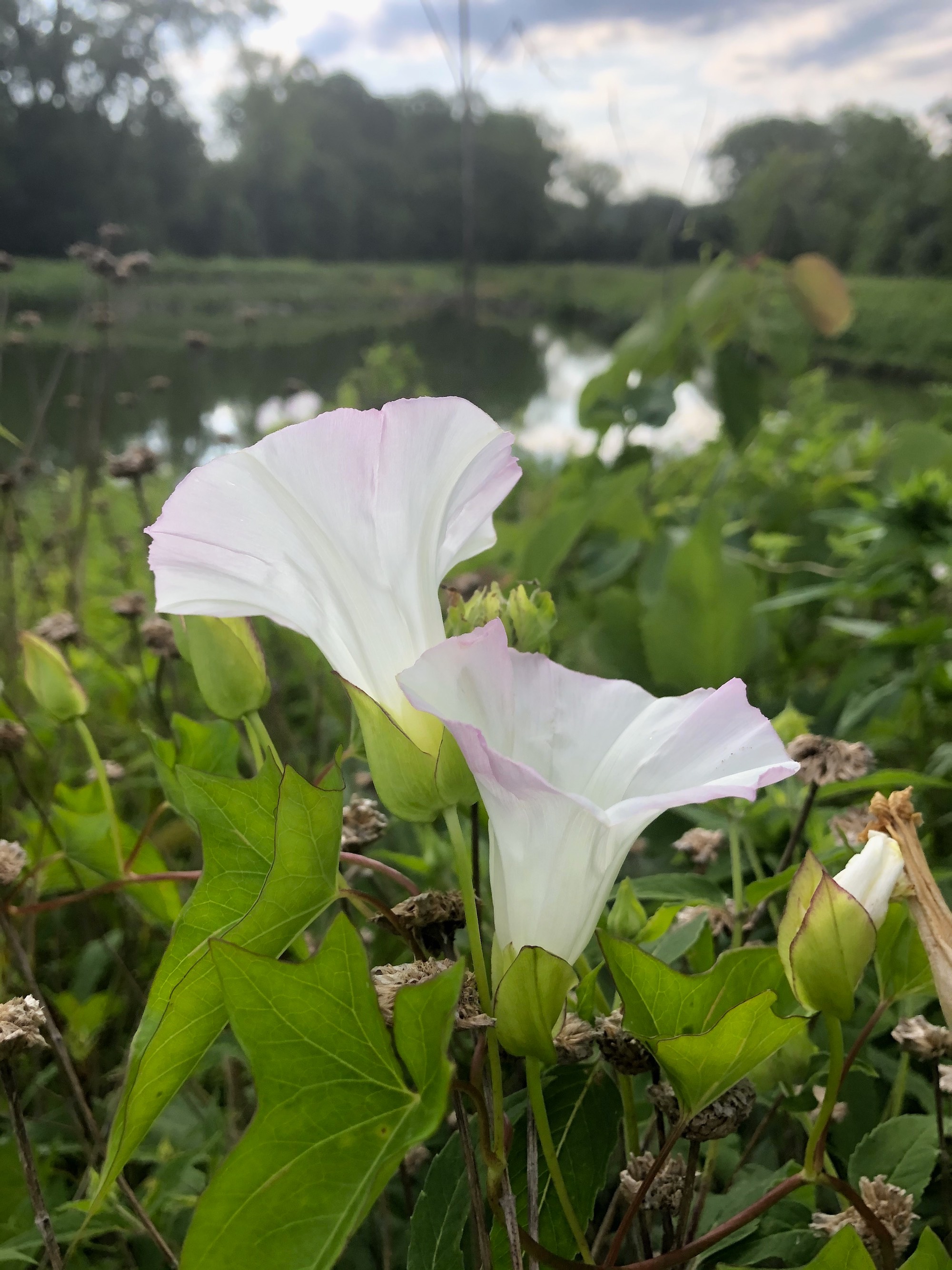 Hedge Bindweed on shore of Marion Dunn Pond in Madison, Wisconsin on July 6, 2020.