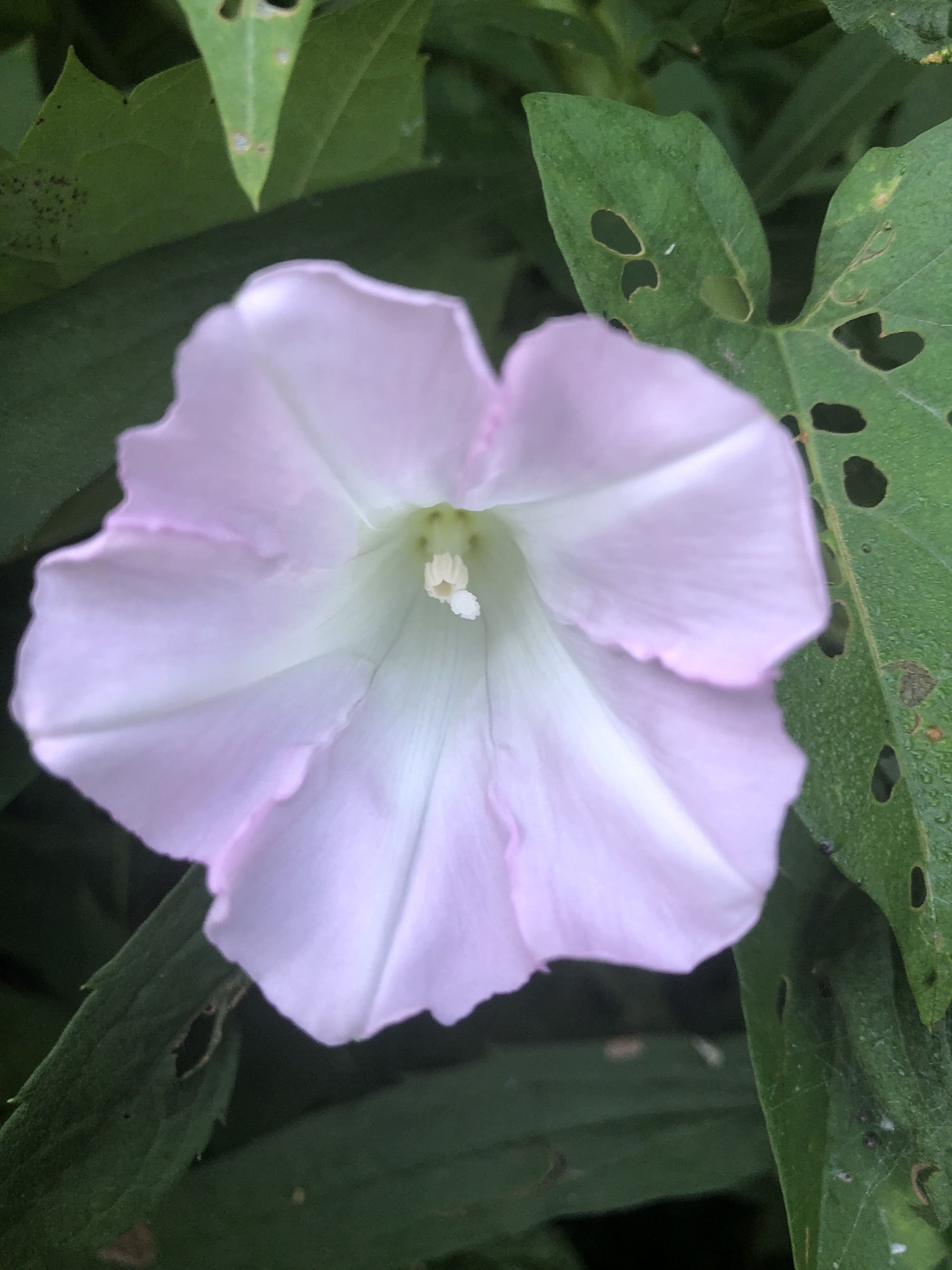 Hedge Bindweed on shore of Marion Dunn Pond in Madison, Wisconsin on July 24, 2020.