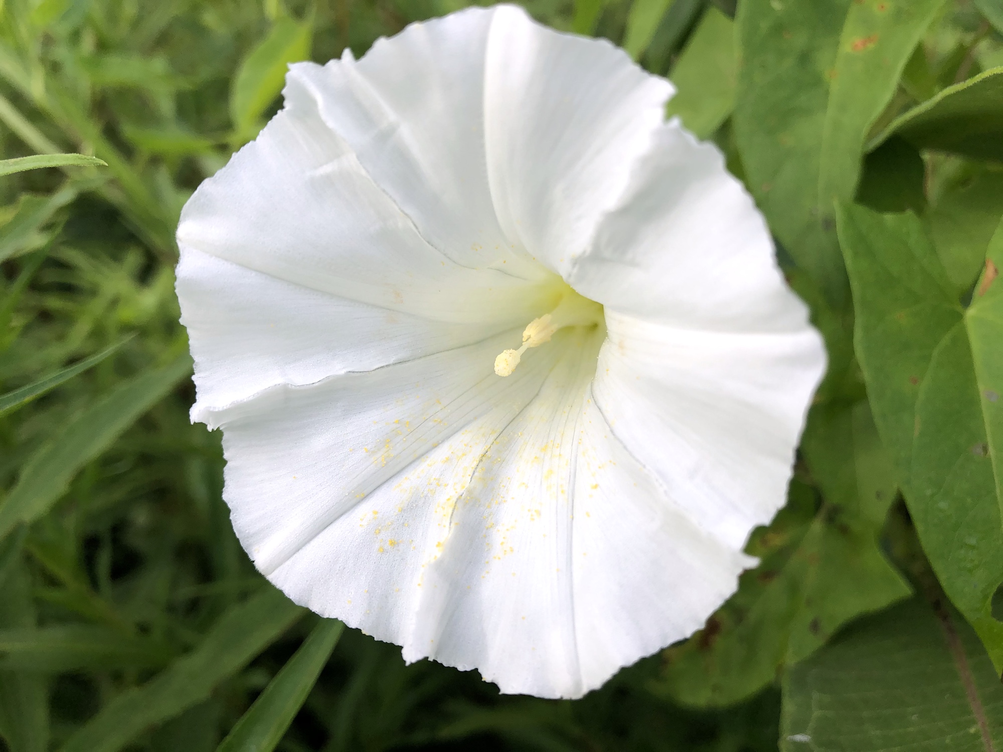 Hedge Bindweed surrounding a telephone pole on Monroe Street in Madison, Wisconsin on August 1, 2020.