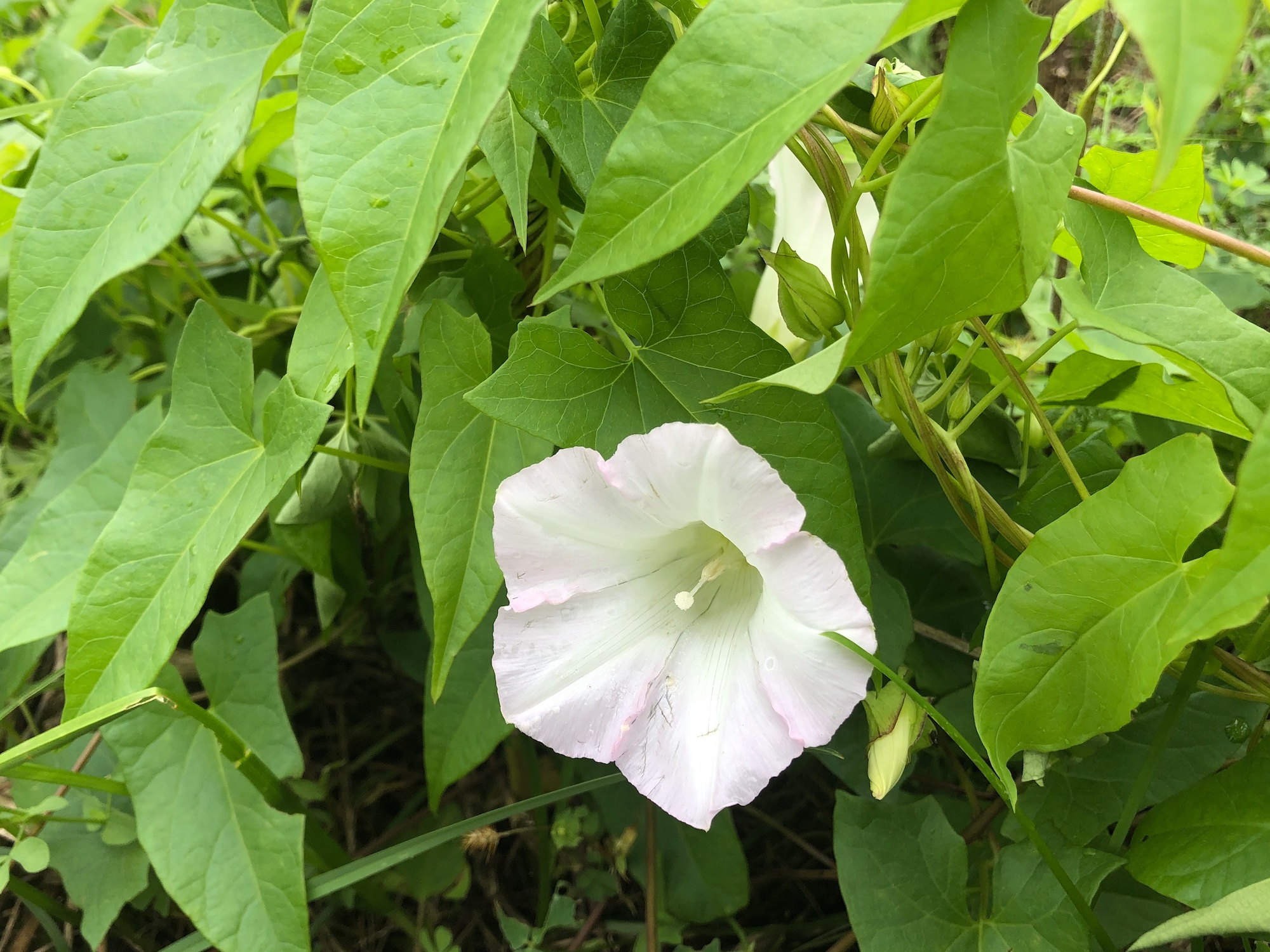 Hedge Bindweed on shore of Marion Dunn Pond in Madison, Wisconsin on September 28, 2019.