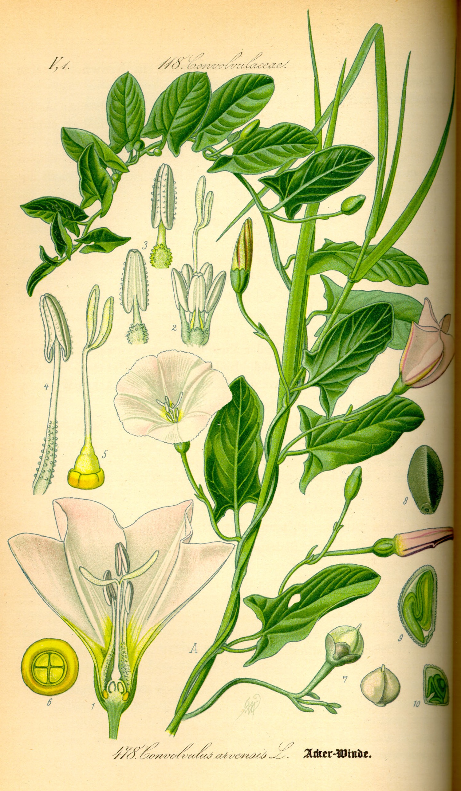1885 Hedge Bindweed botanical illustration.