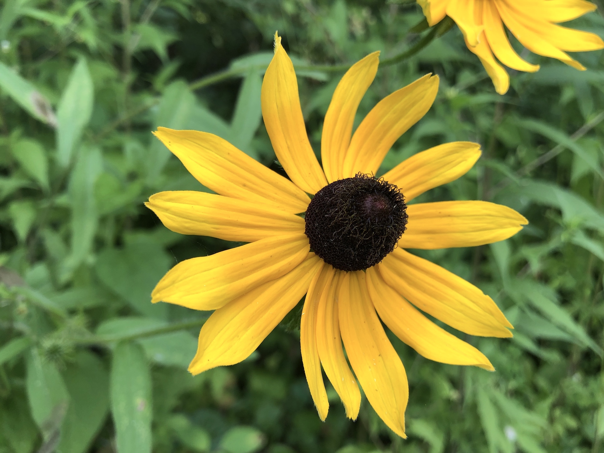 Black-eyed Susan on banks of Marion Dunn Pond in Madison, Wisconsin on July 25, 2019.