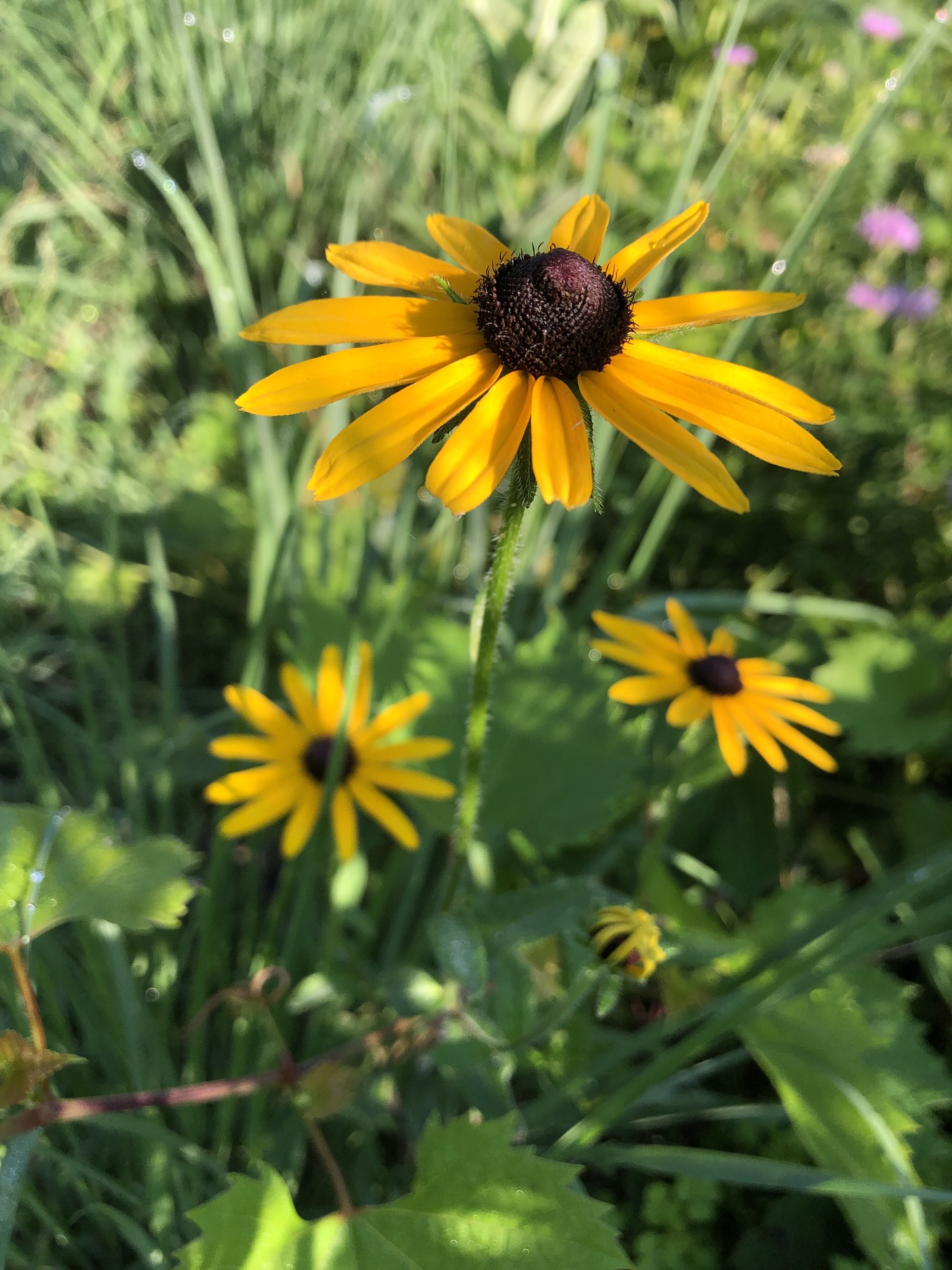 Black-eyed Susan on banks of Marion Dunn Pond in Madison, Wisconsin on July 1 2021.