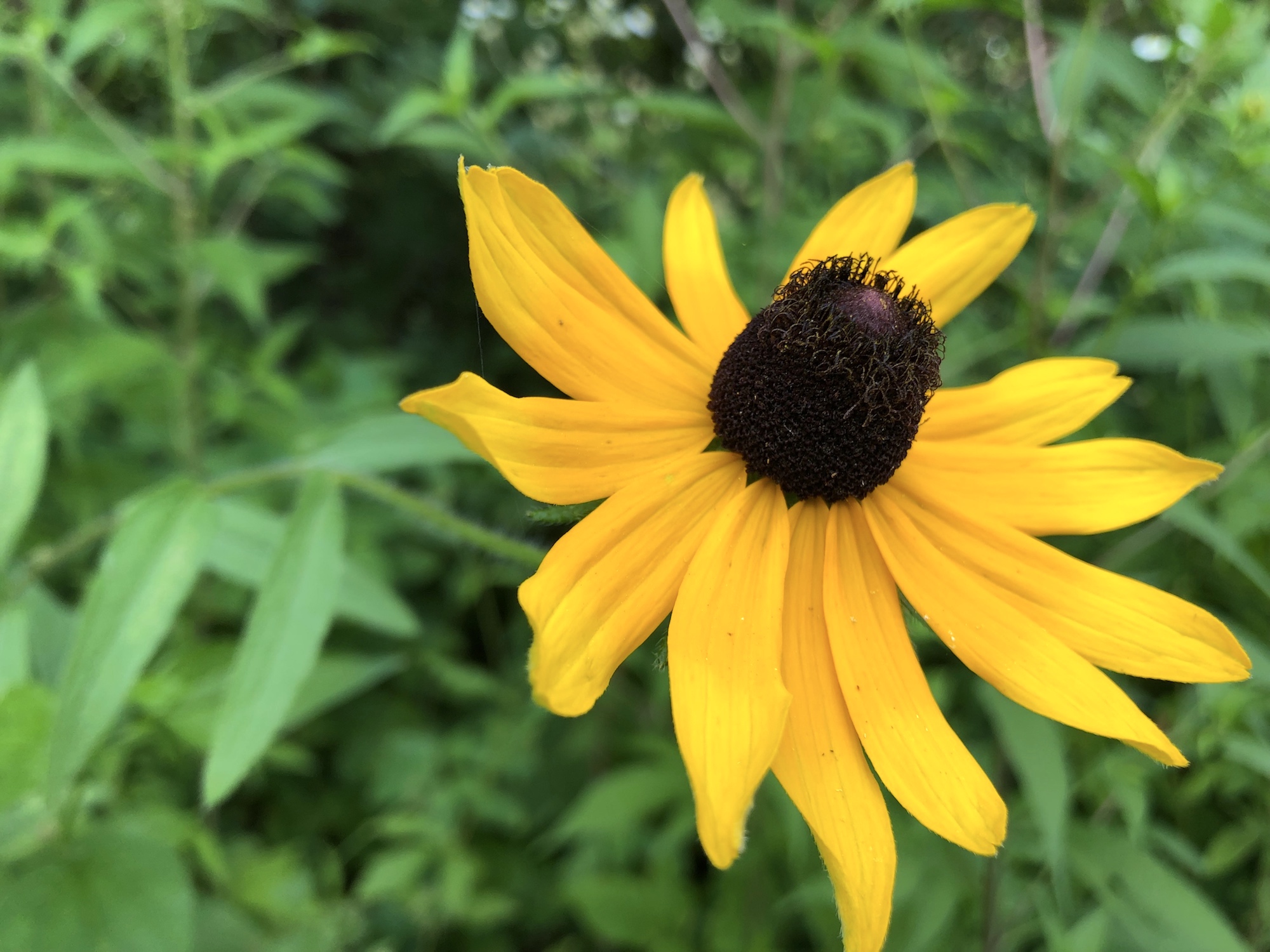Black-eyed Susan on banks of Marion Dunn Pond in Madison, Wisconsin on July 25, 2019.