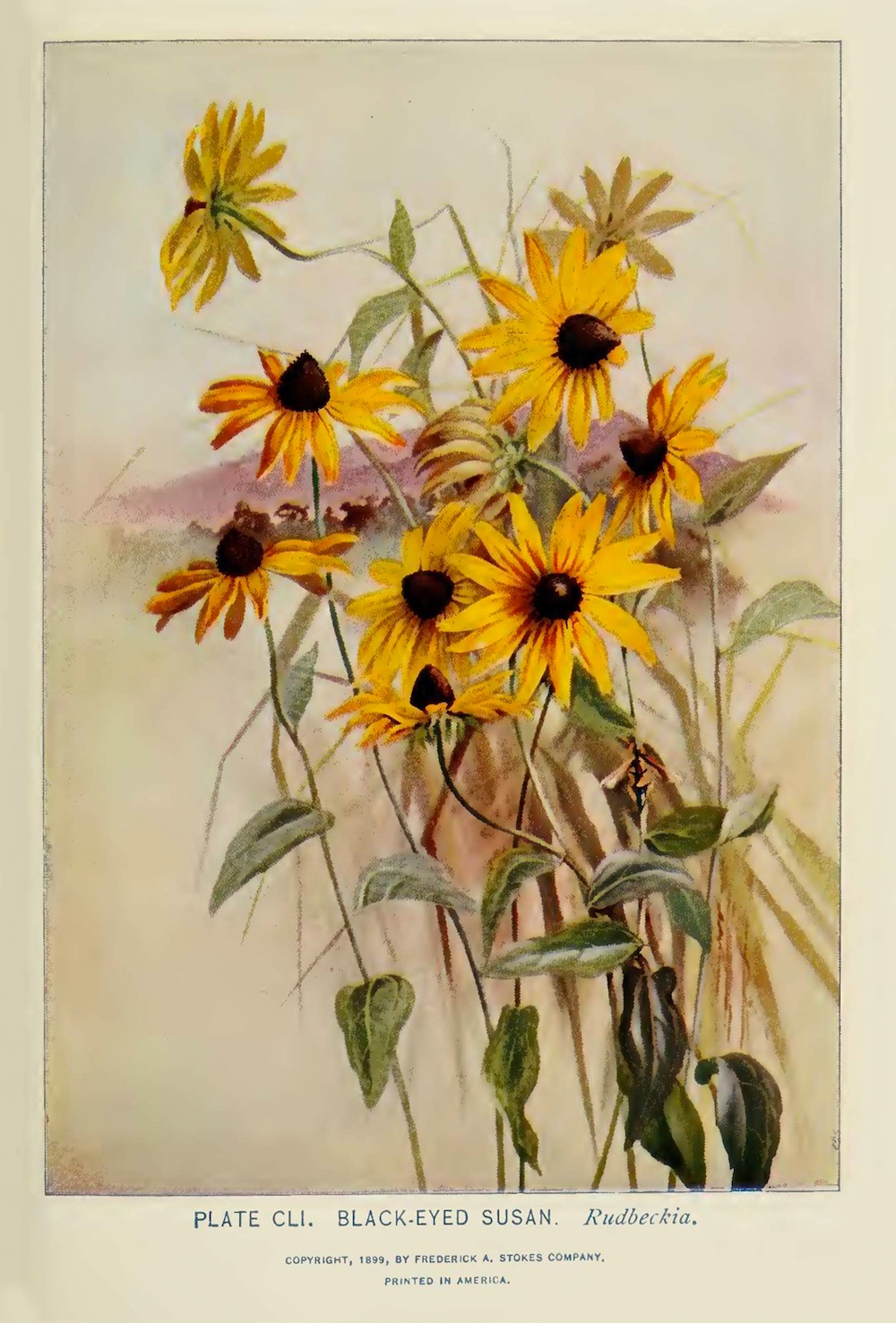 Black-eyed Susan botanical illustration by Alice Lounsberry circa 1899.
