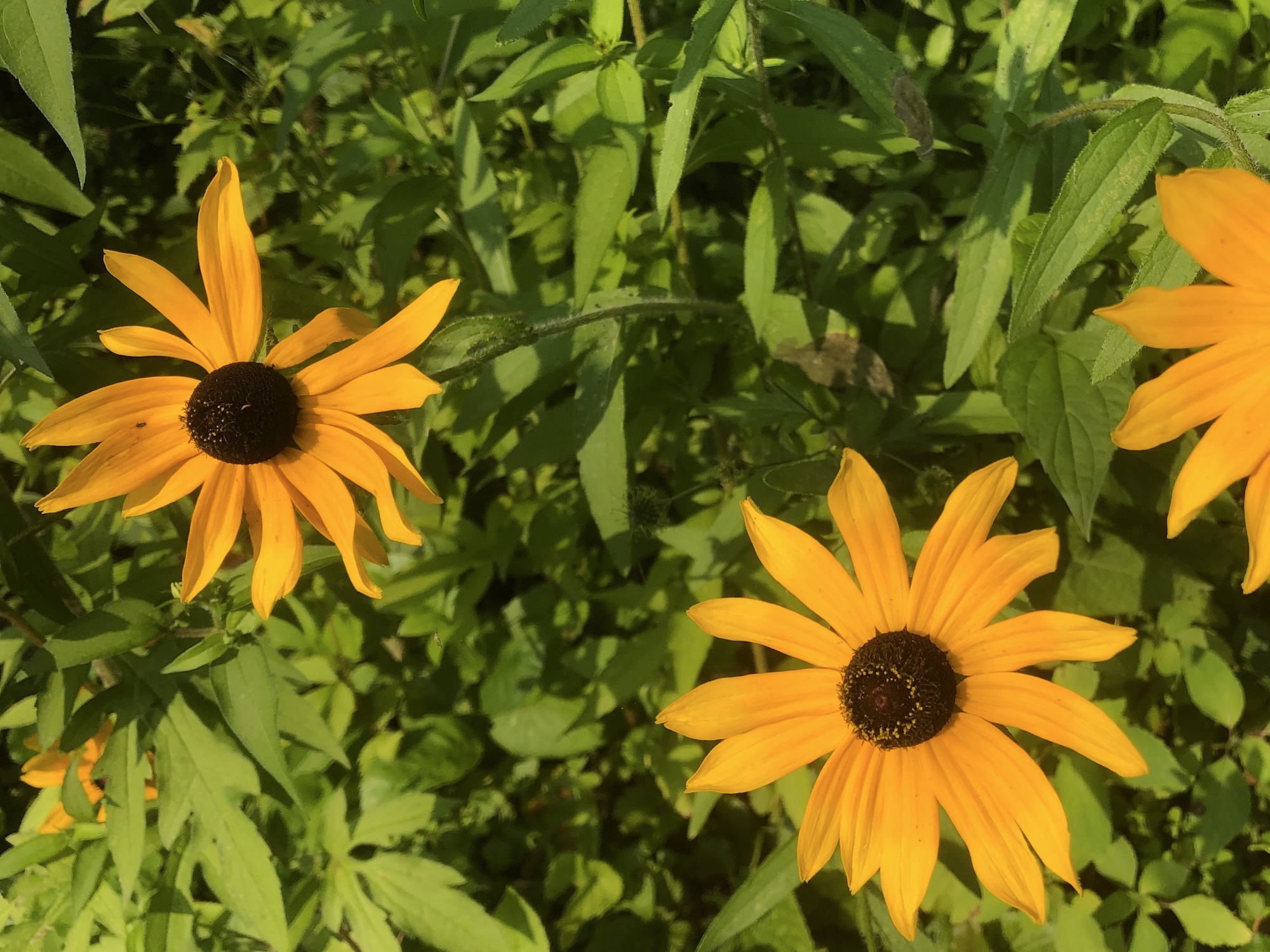 Black-eyed Susan on banks of Marion Dunn Pond in Madison, Wisconsin on July 24, 2019.