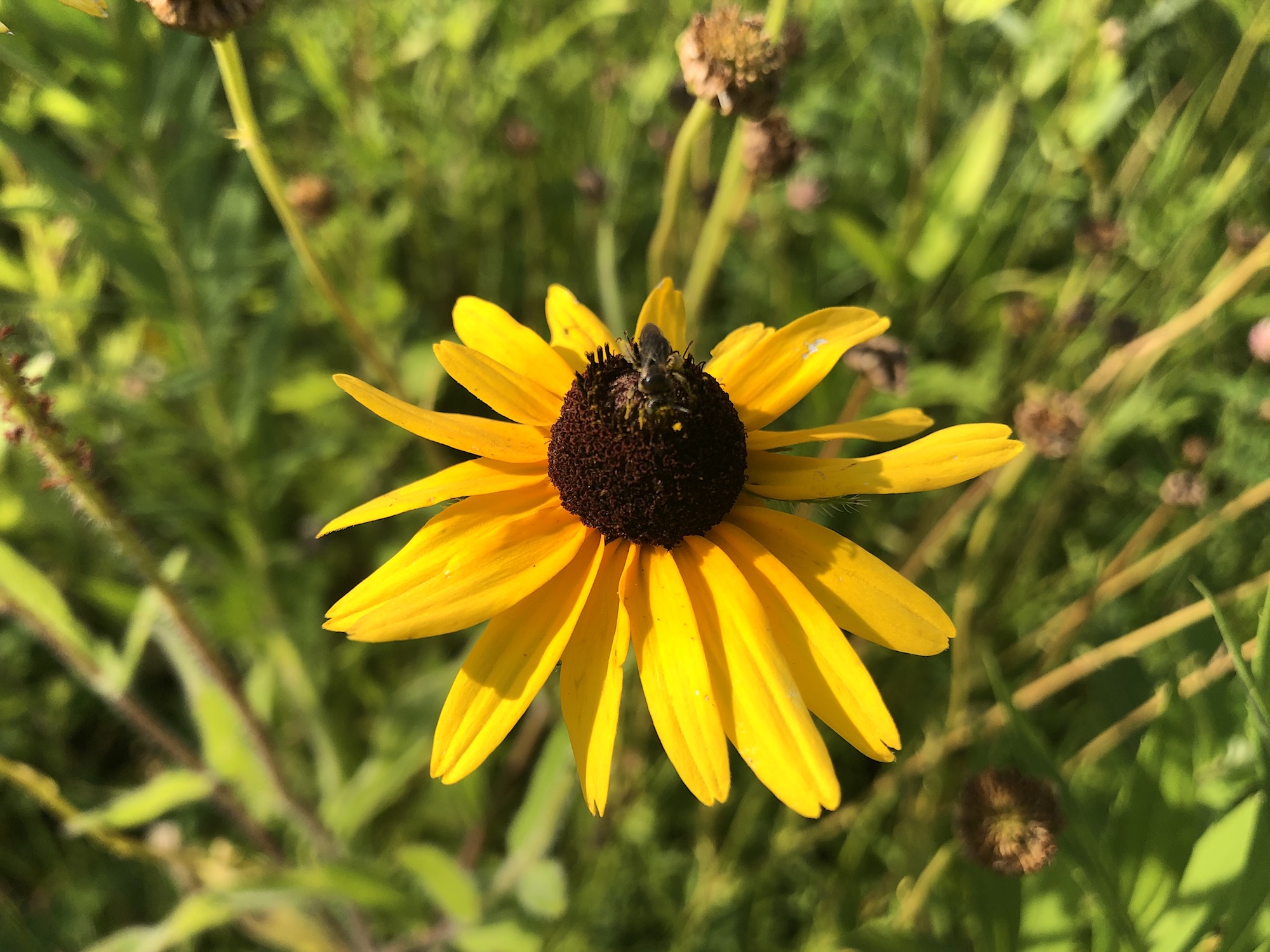 Black-eyed Susan on bank of retaining pond in Madison, Wisconsin on July 28, 2019.