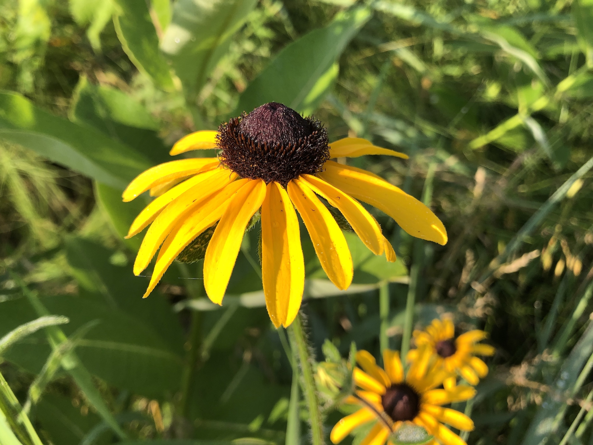 Black-eyed Susan on banks of Marion Dunn Pond in Madison, Wisconsin on July 8, 2019.