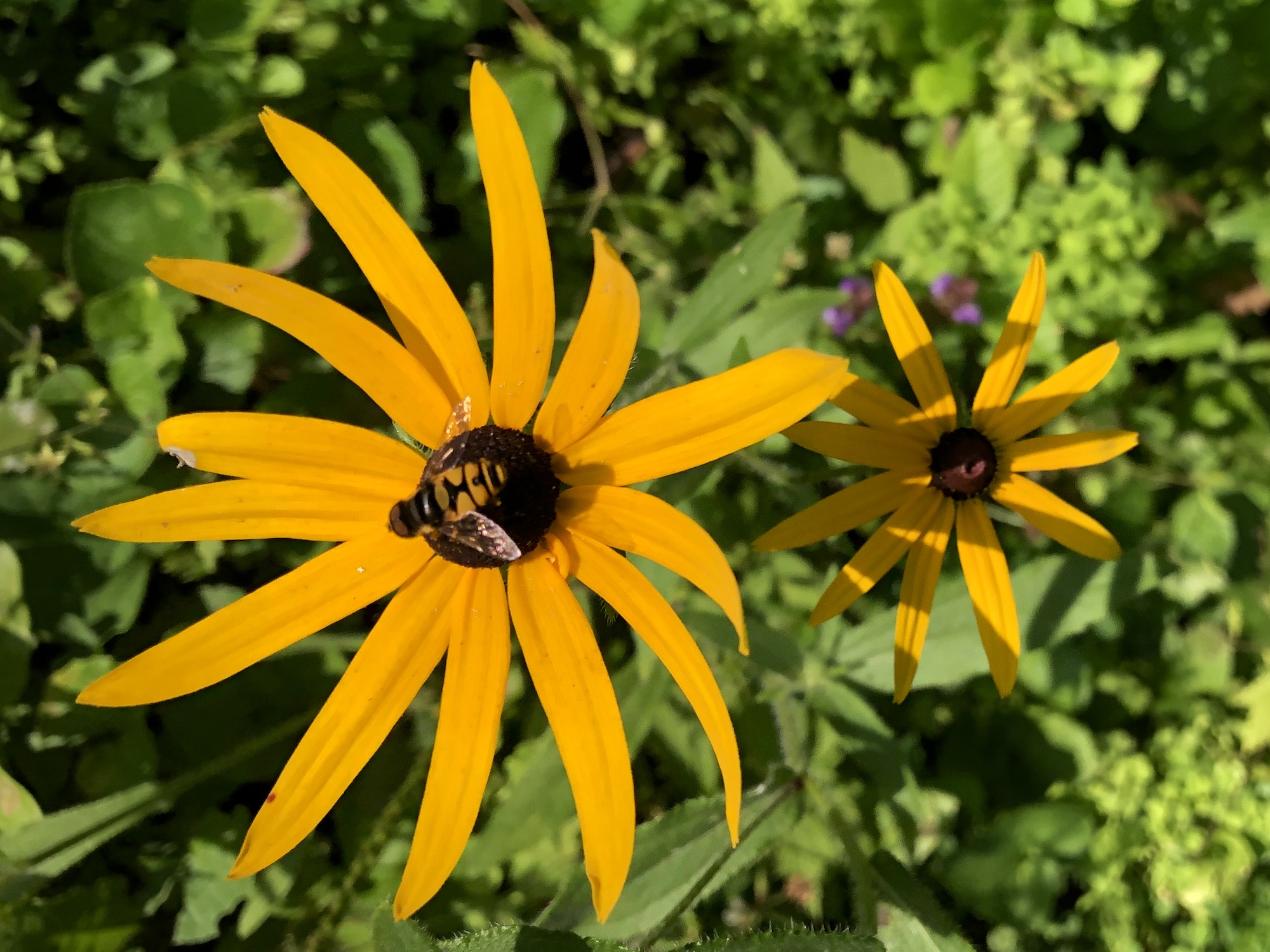 Hoverfly that mimics a bee on Black-eyed Susan on July 31, 2020.