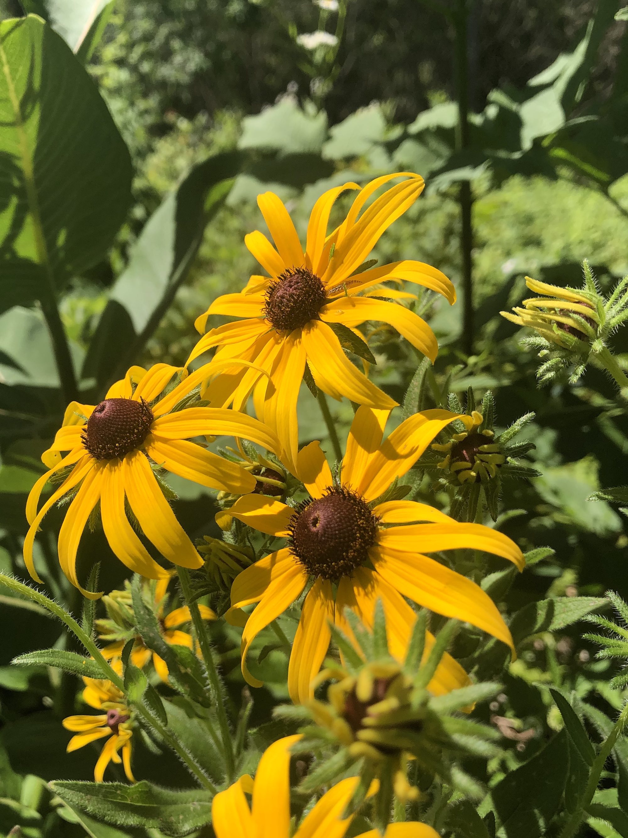 Black-eyed Susan on banks of Marion Dunn Pond in Madison, Wisconsin on June 21, 2021.