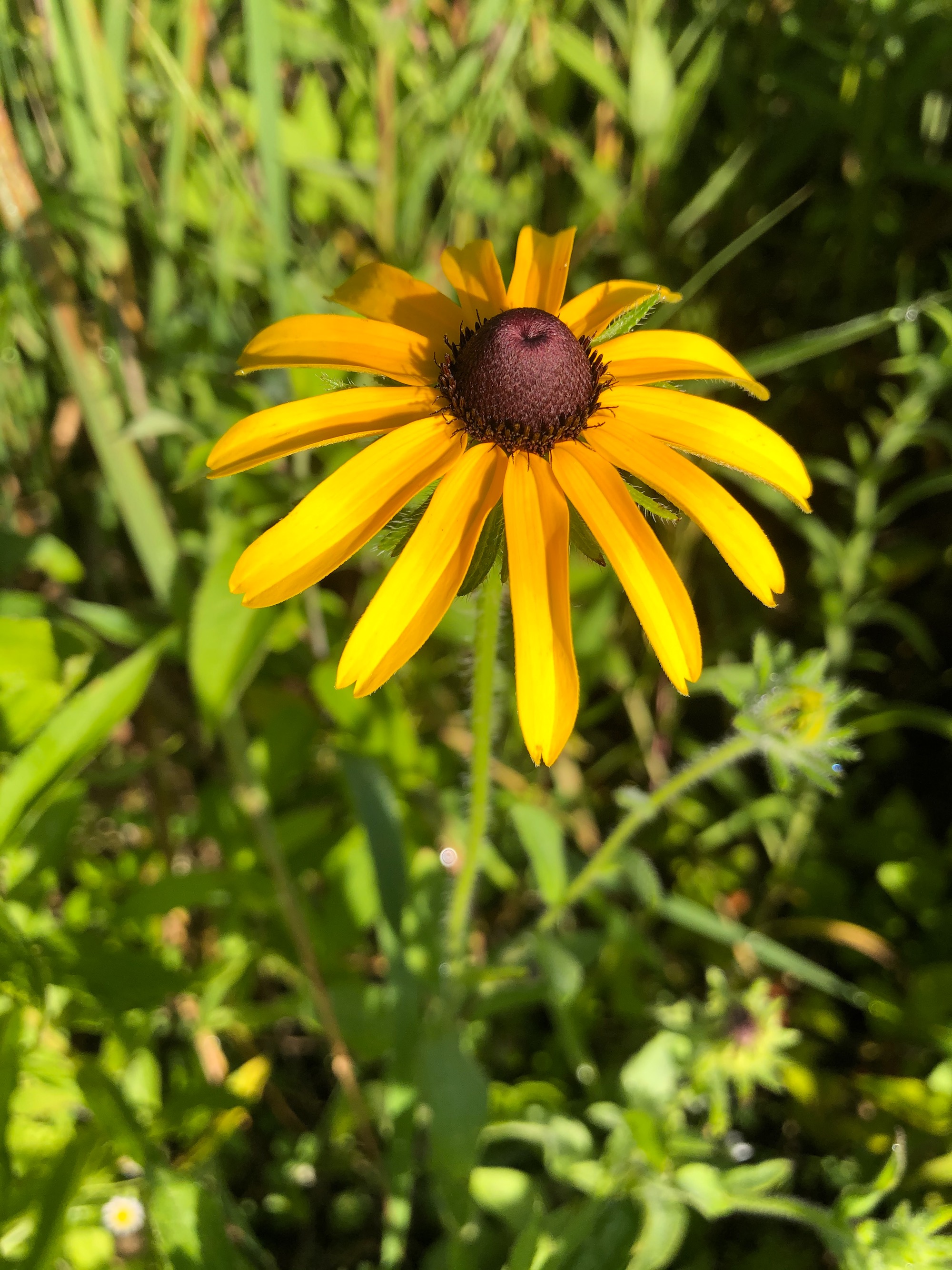 Black-eyed Susan on banks of Marion Dunn Pond in Madison, Wisconsin on June 30, 2020.