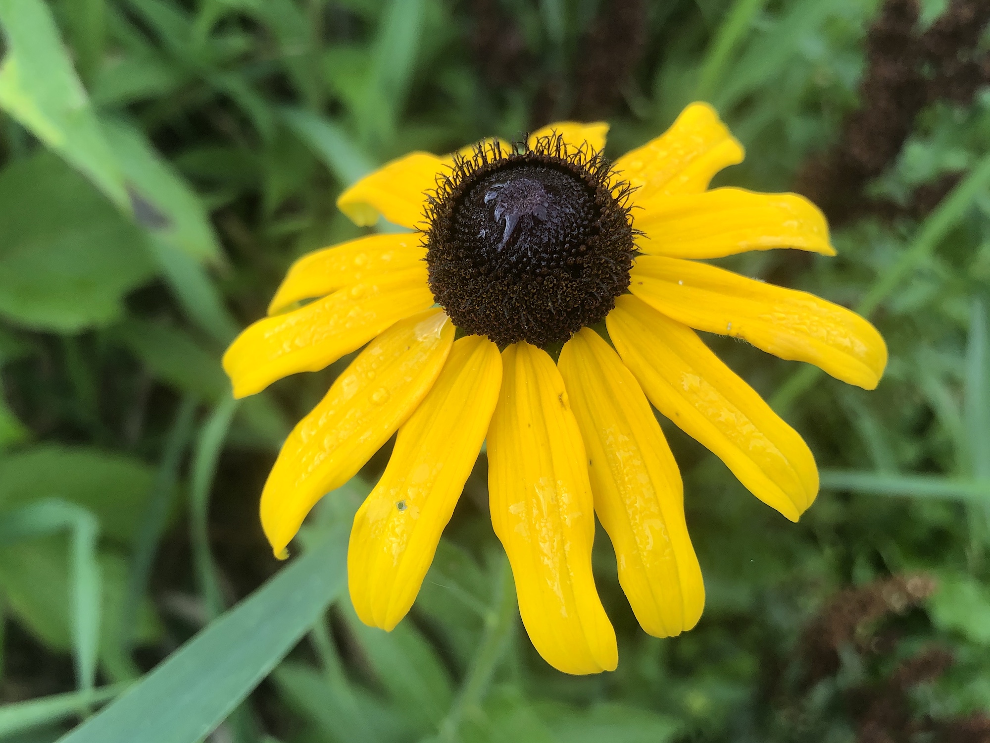 Black-eyed Susan on banks of Marion Dunn Pond in Madison, Wisconsin on July 14, 2020.