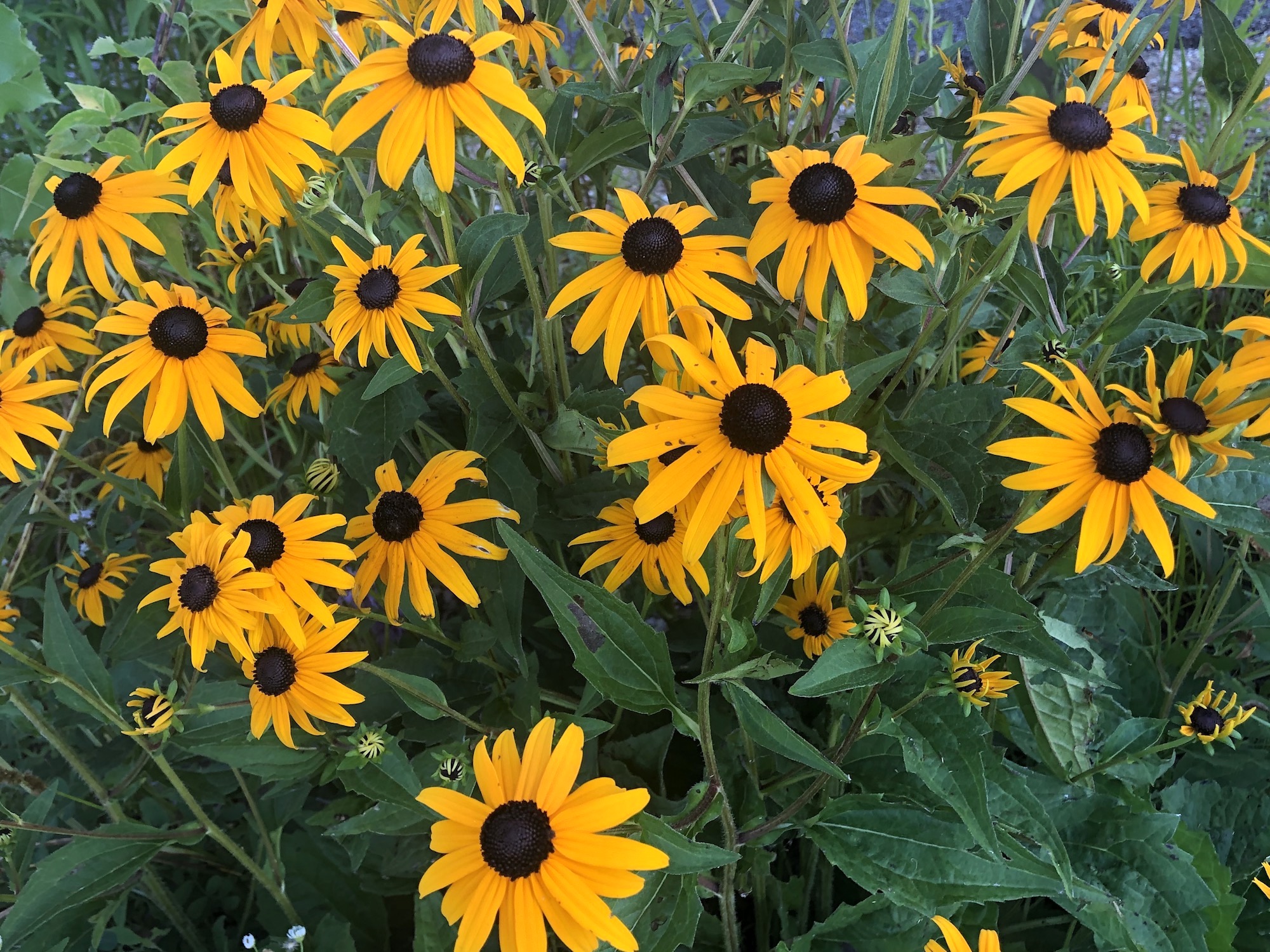 Black-eyed Susan on banks of Marion Dunn Pond in Madison, Wisconsin on July 29, 2020.