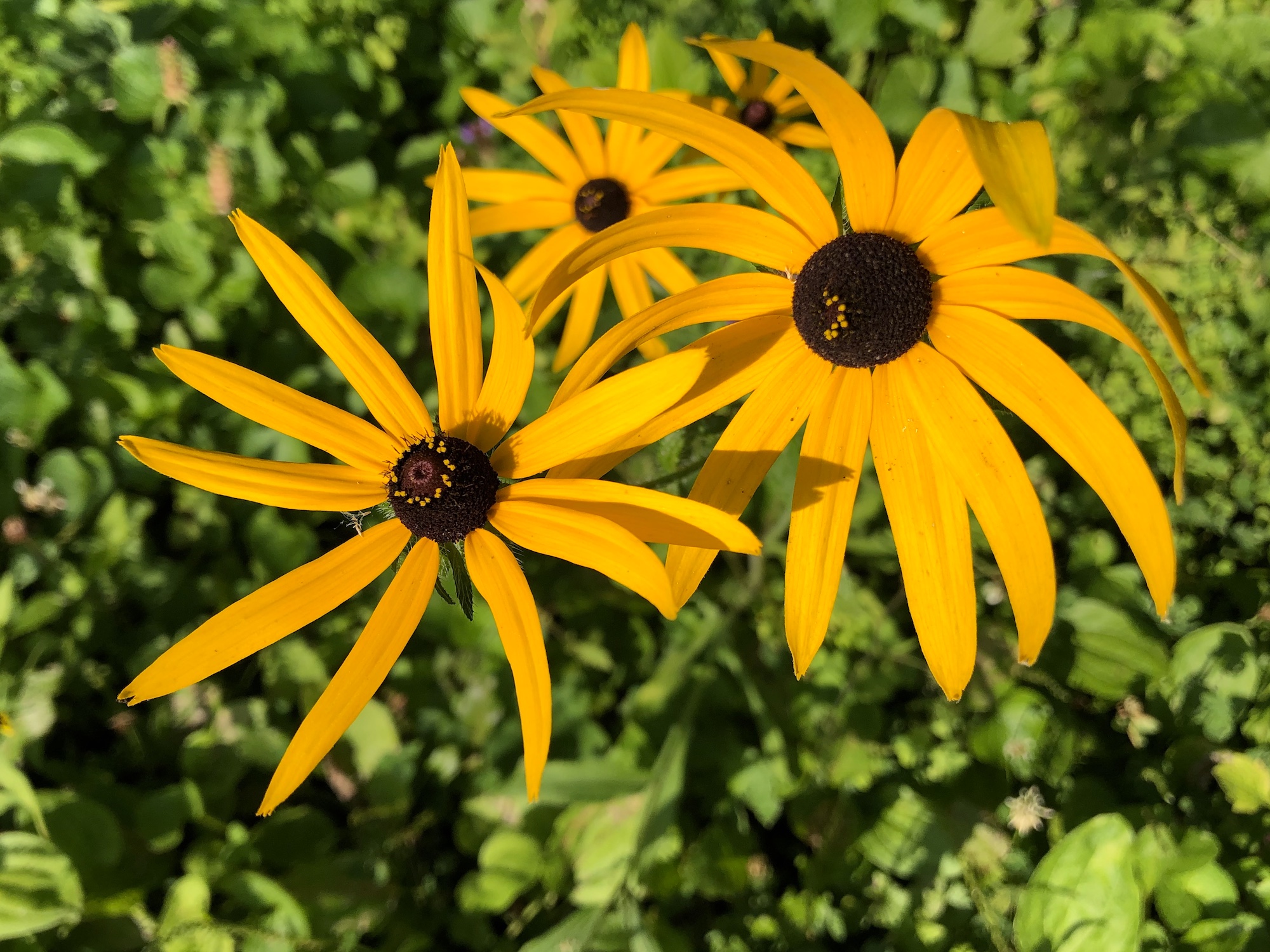 Black-eyed Susan on banks of Marion Dunn Pond in Madison, Wisconsin on July 31, 2020.