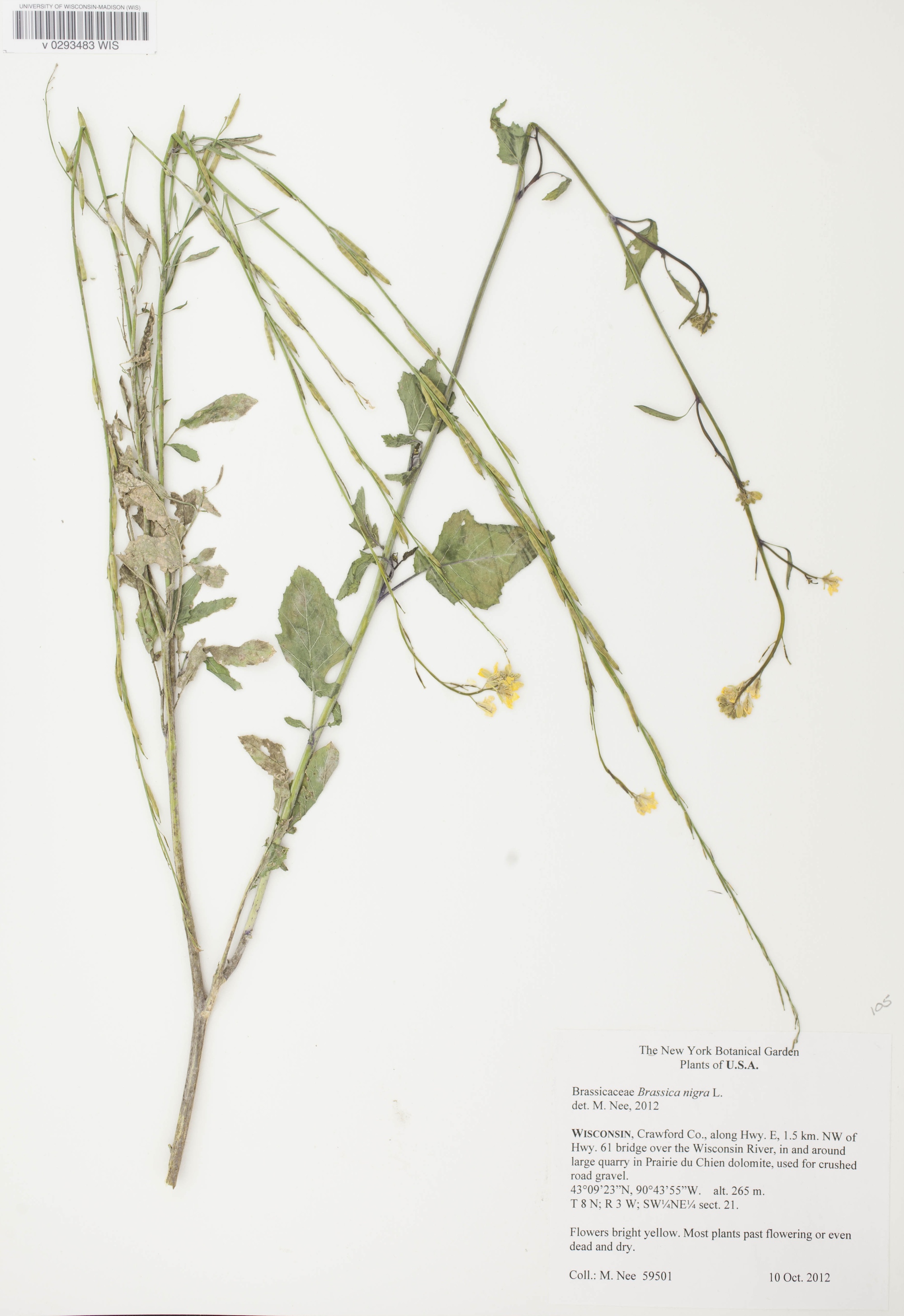 Black Mustard specimen collected near Pairie du Chien on Highway E in Crawford County, Wisconsin on October 10, 2012.