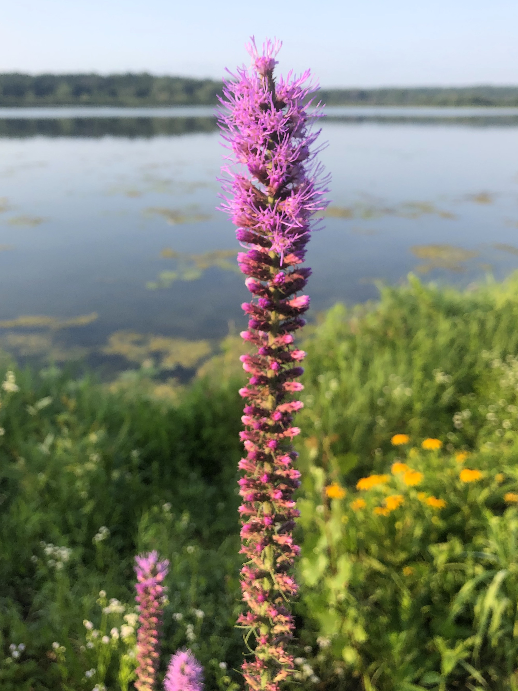 Prairie Blazing Star  on the shore of Lake Wingra in Wingra Park in Madison, Wisconsin on July 18, 2021