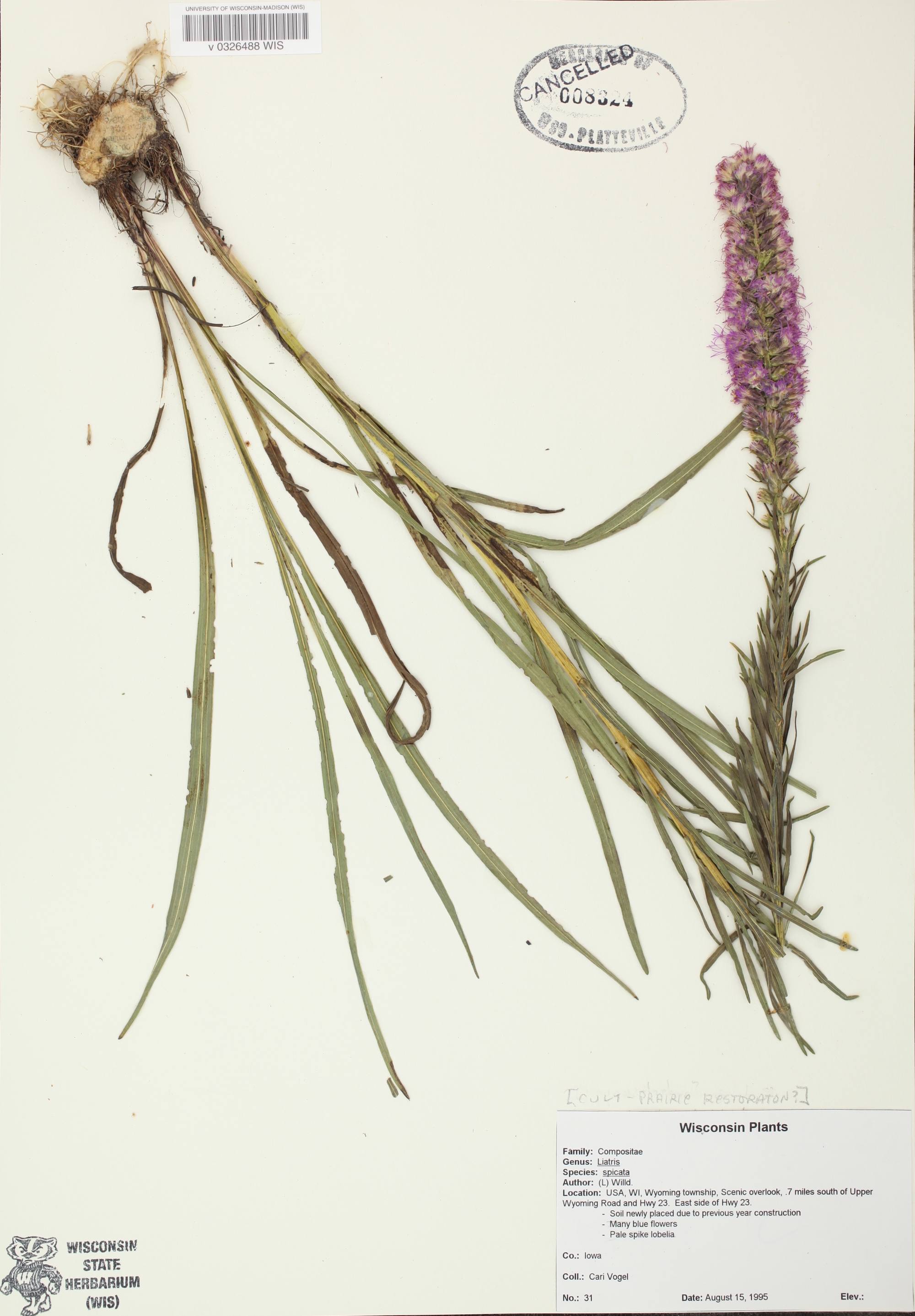 Dense Blazing Star specimen collected in Wyoming County on a senic overlook on Hwy 23 on August 15, 1995.