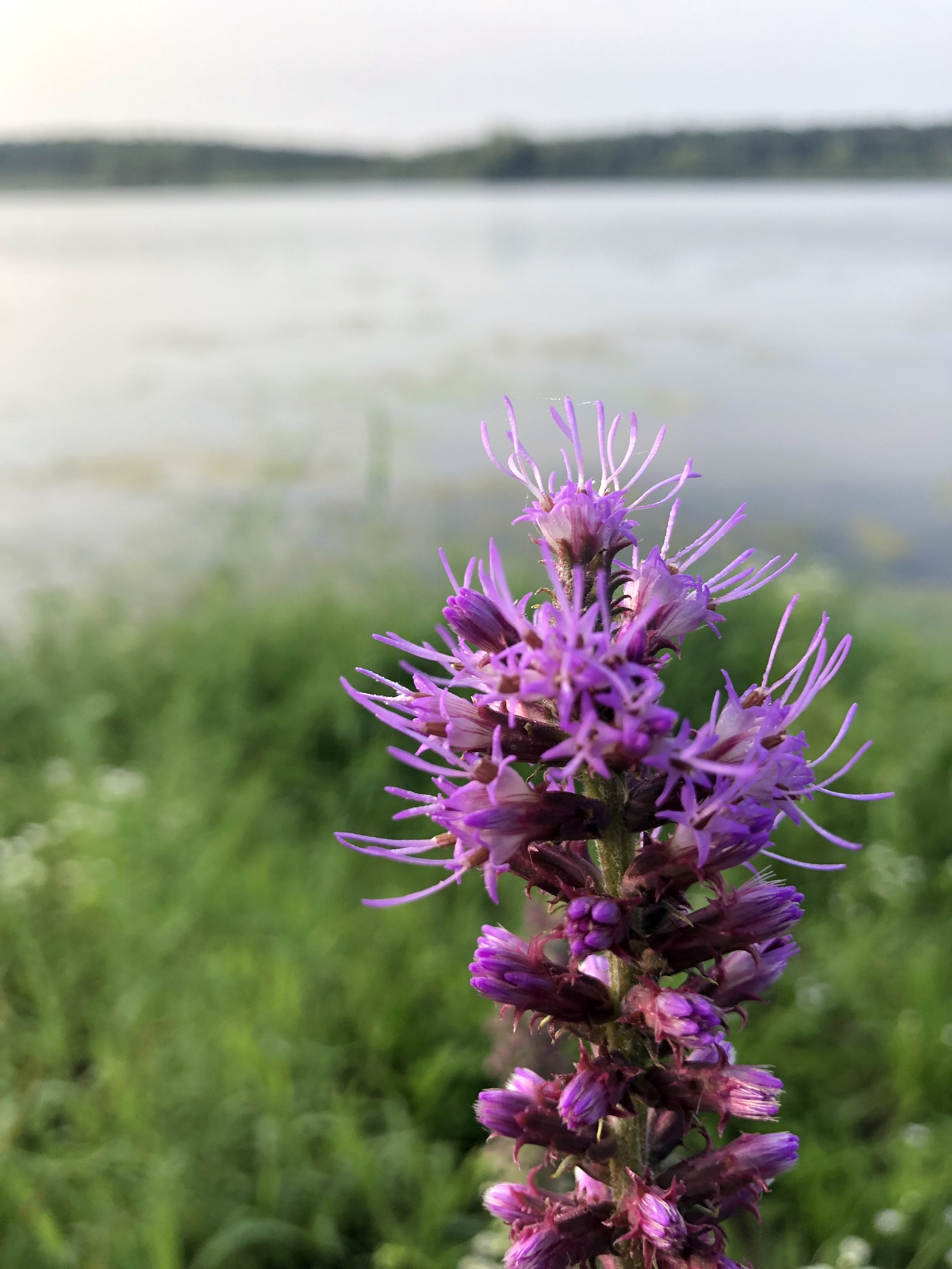 Prairie Blazing Star on the shore of Lake Wingra in Wingra Park in Madison, Wisconsin on July 16, 2021.