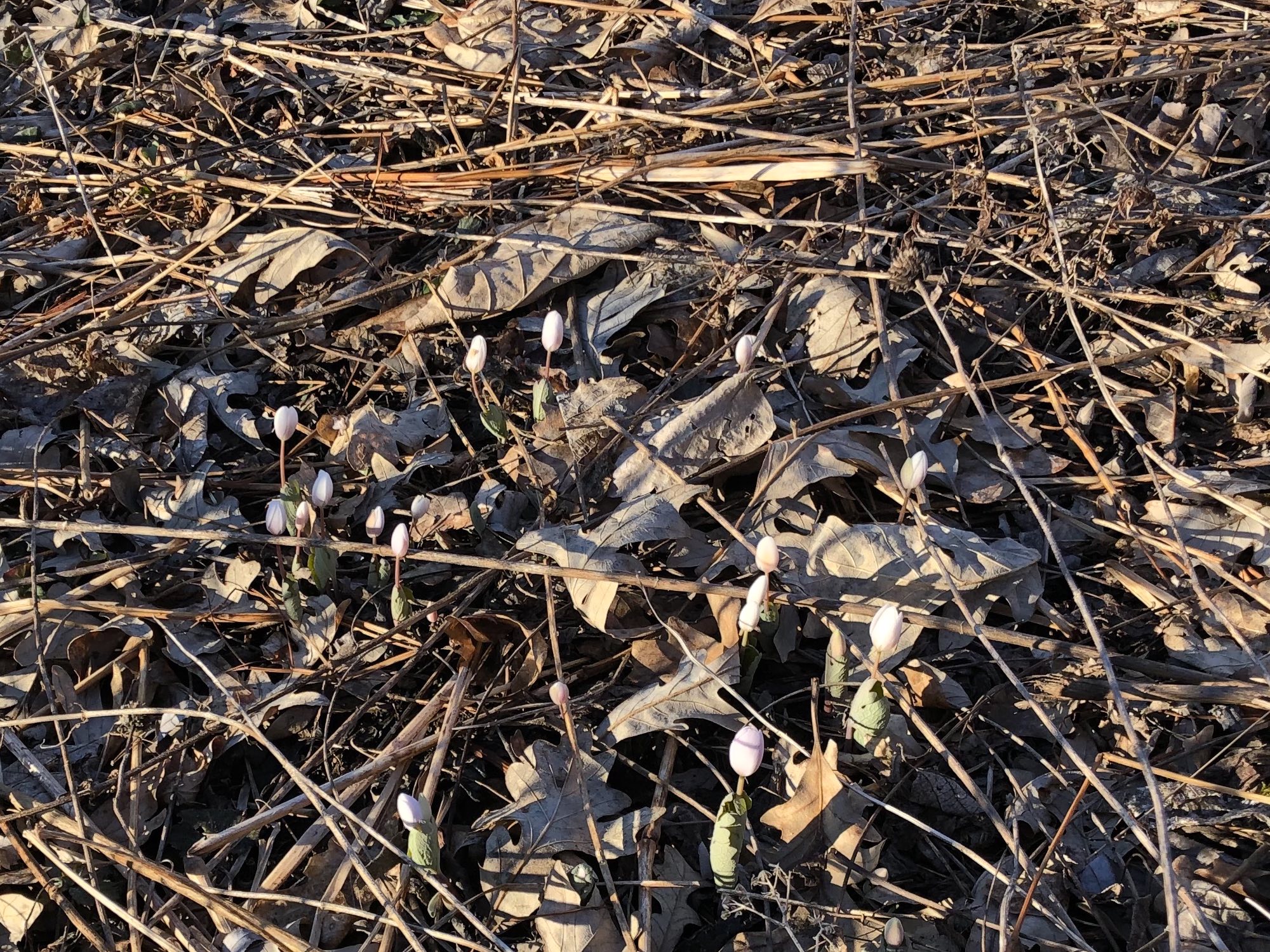 Bloodroot near Council Ring on April 3, 2019.