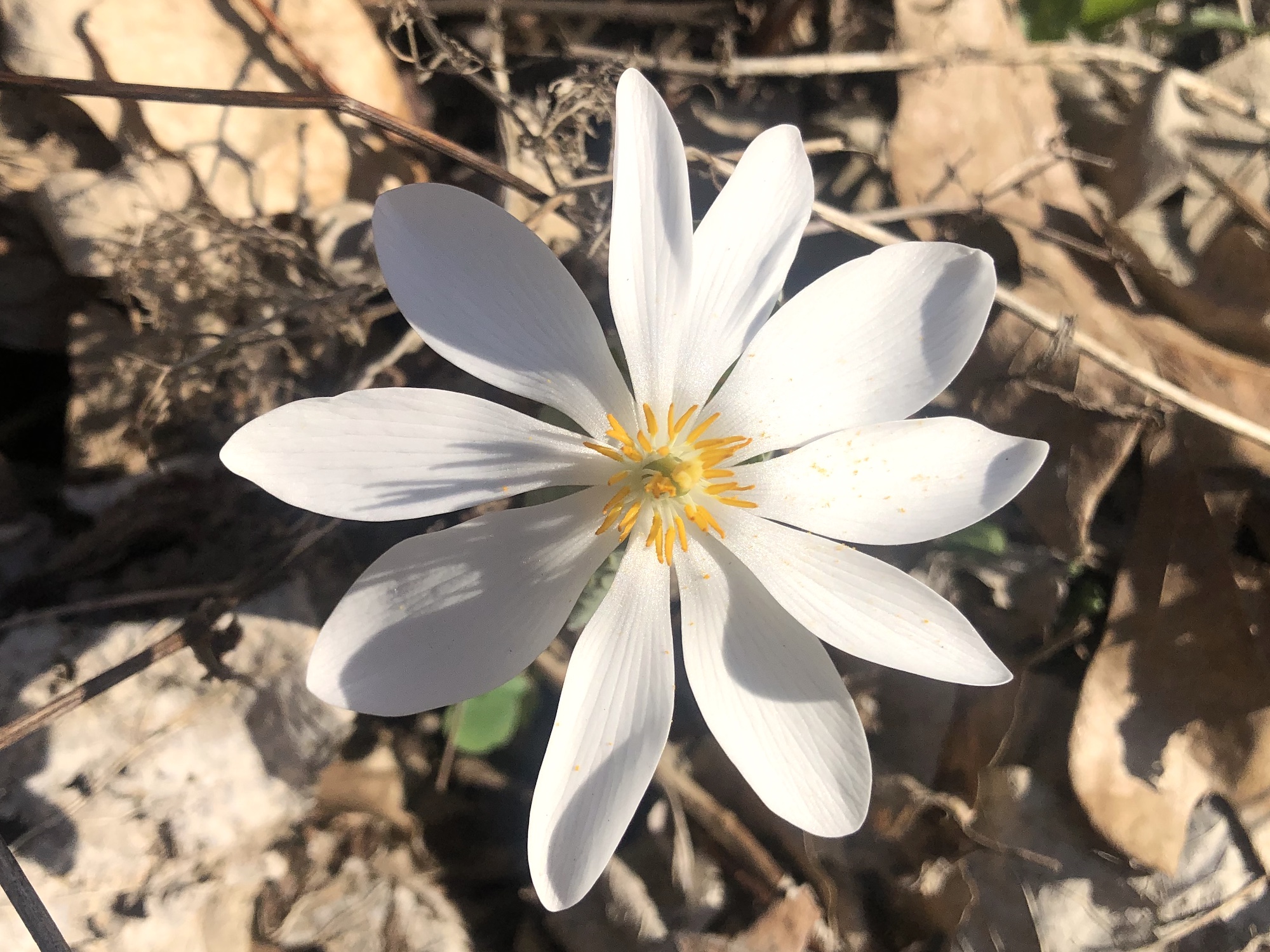 Bloodroot in Oak Savanna by Council Ring in Madison, Wisconsin on April 13, 2023.