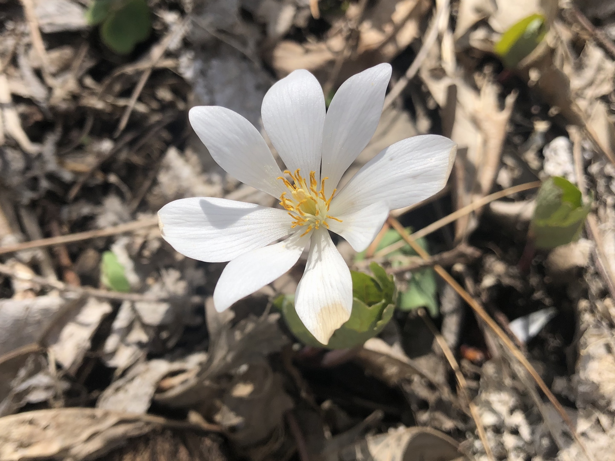 Bloodroot in Oak Savanna by Council Ring in Madison, Wisconsin on April 20, 2020.