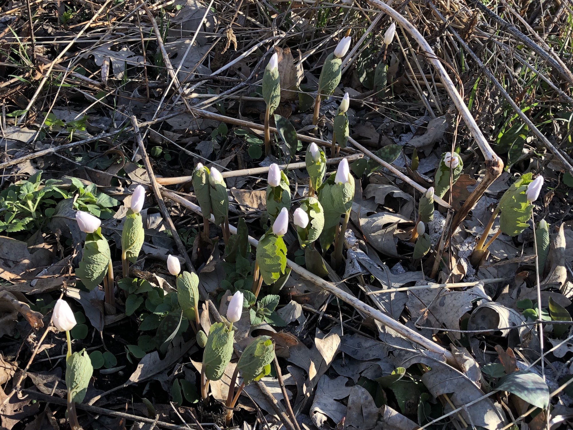 Bloodroot near Council Ring on April 13, 2019.