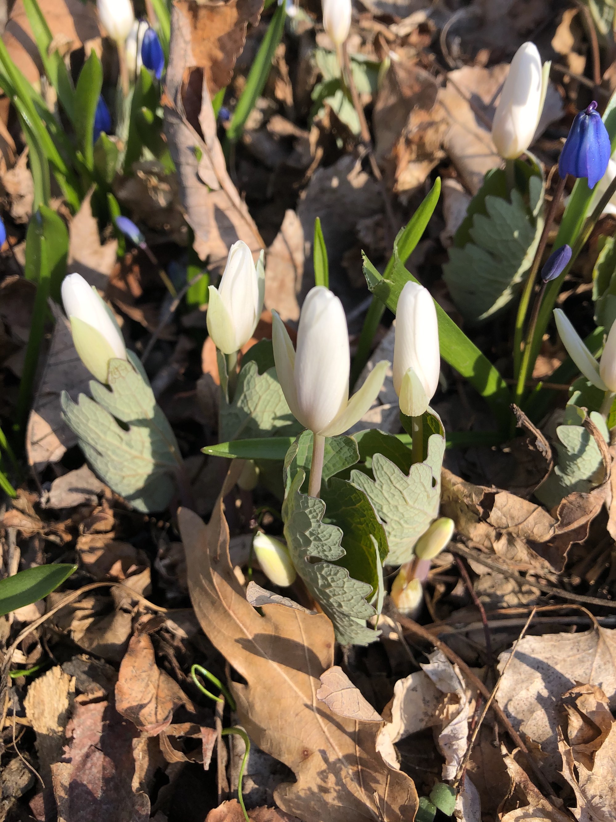 Bloodroot in south-facing yard on Nakoma Road on April 3, 2021.