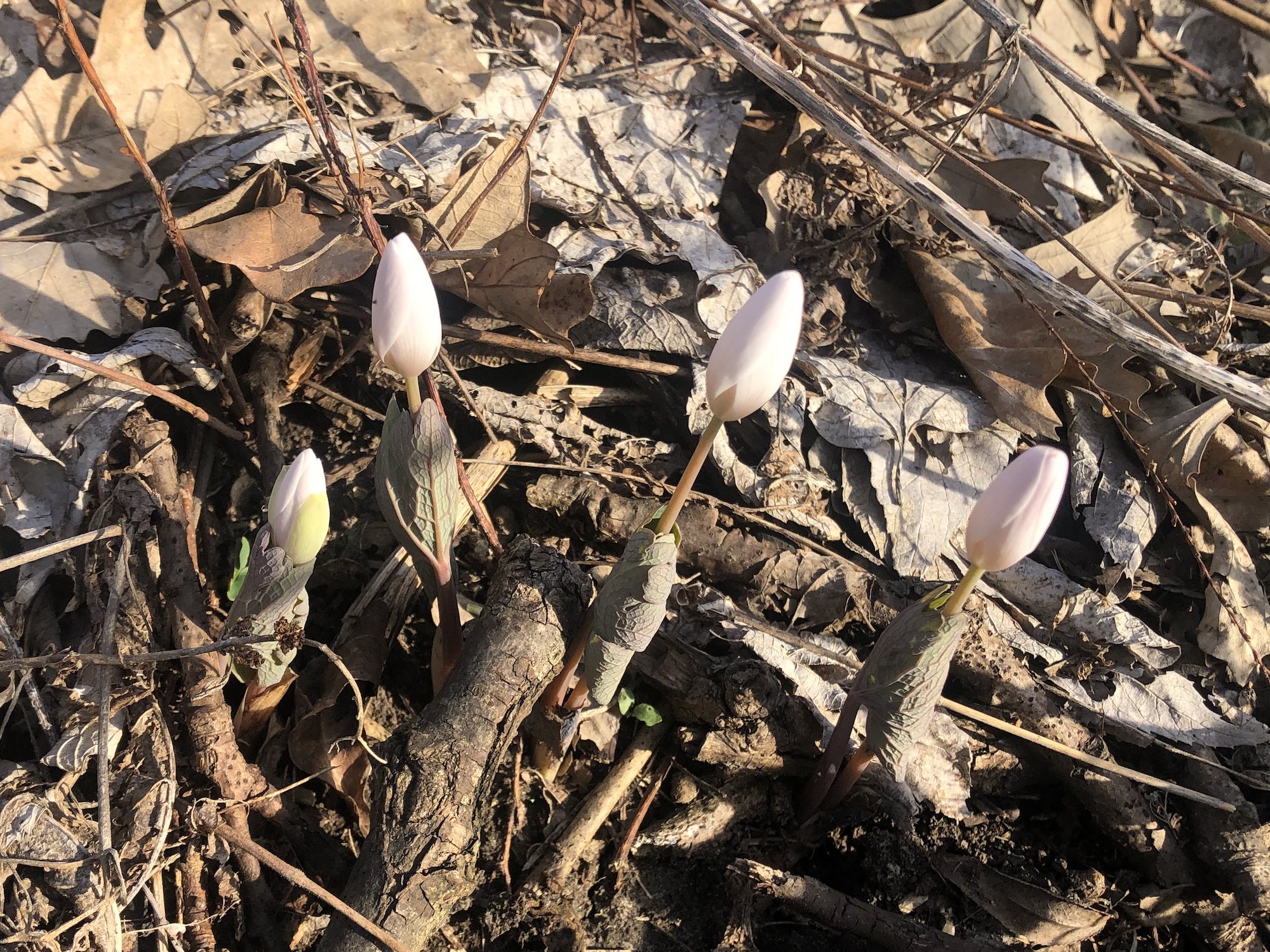 Bloodroot in Oak Savanna by Council Ring in Madison, Wisconsin on April 11, 2023.