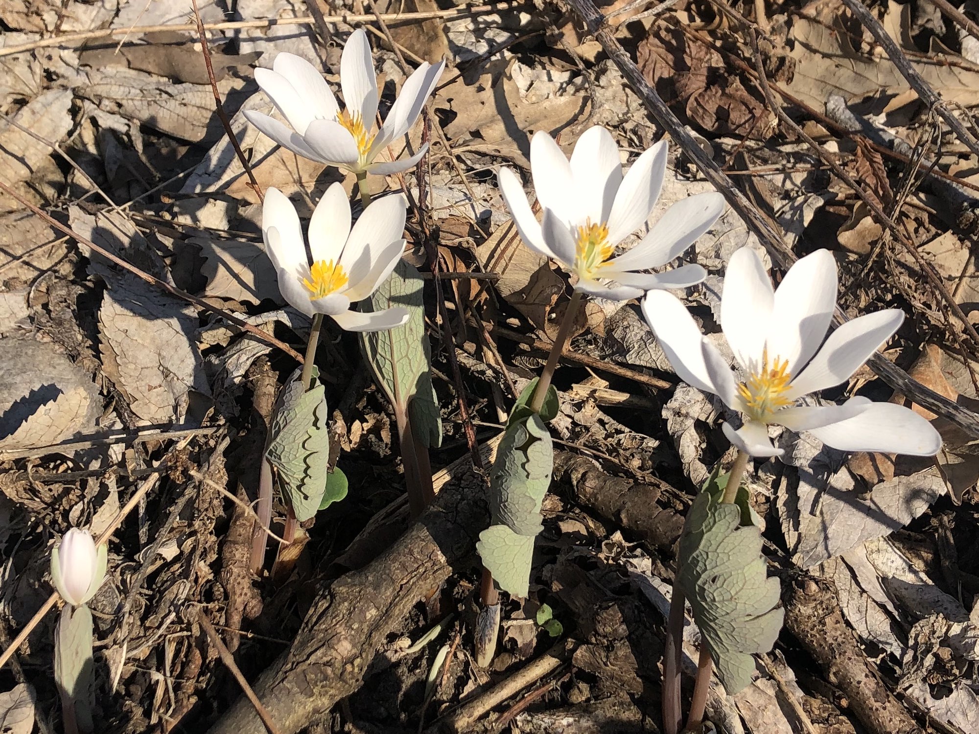 Bloodroot in Oak Savanna by Council Ring in Madison, Wisconsin on April 12, 2023.